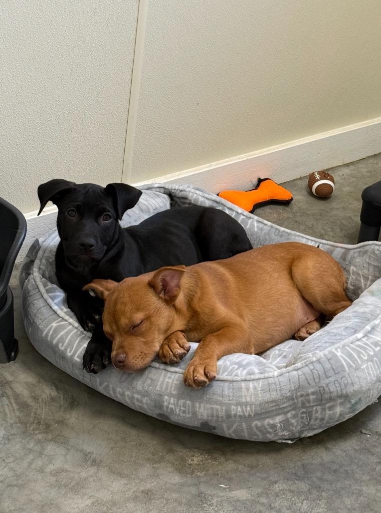 Fred, Adoptable, Puppy Male Labrador Retriever & Mixed Breed.