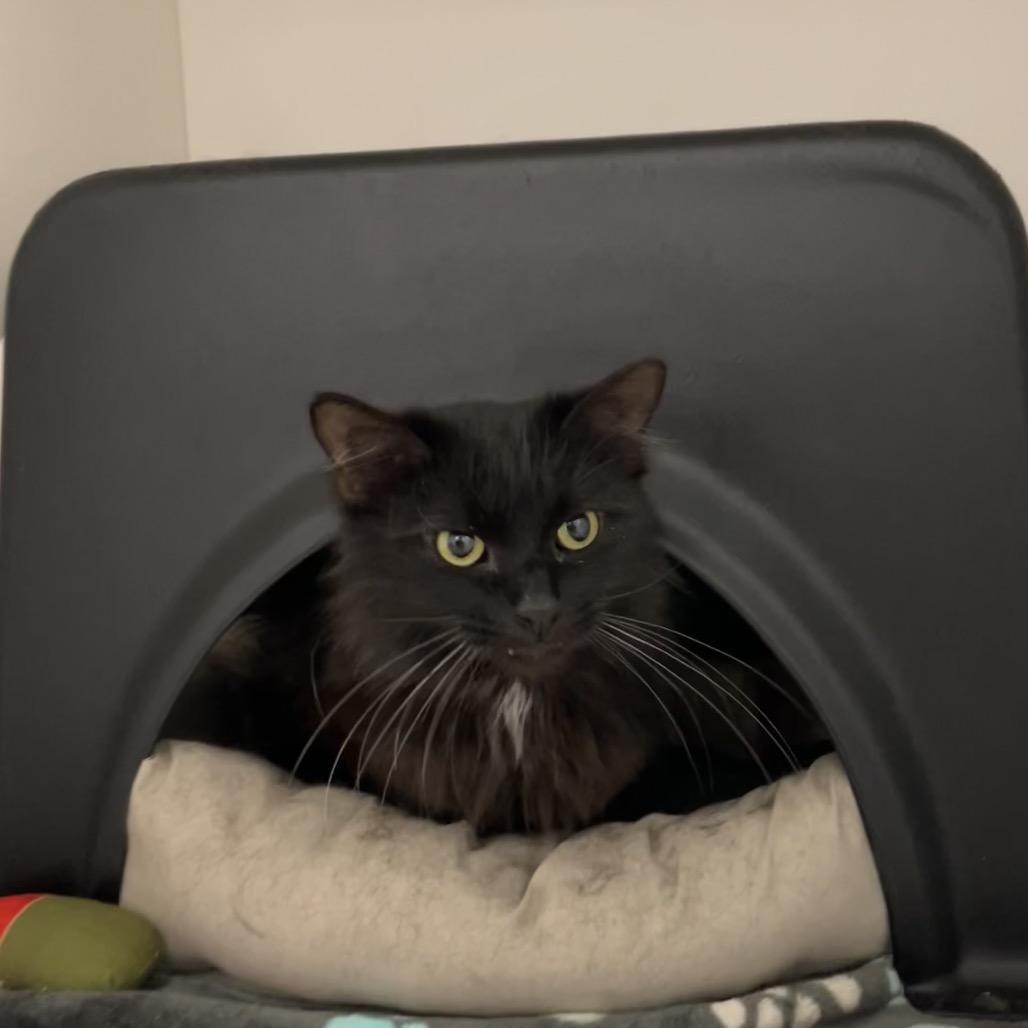 Mr. Fluffy, a Adoptable Domestic Long Hair in Nashville, TN image 1/6