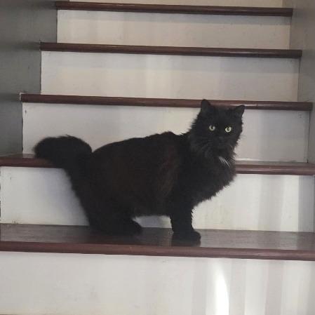 Mr. Fluffy, a Adoptable Domestic Long Hair in Nashville, TN image 2/6