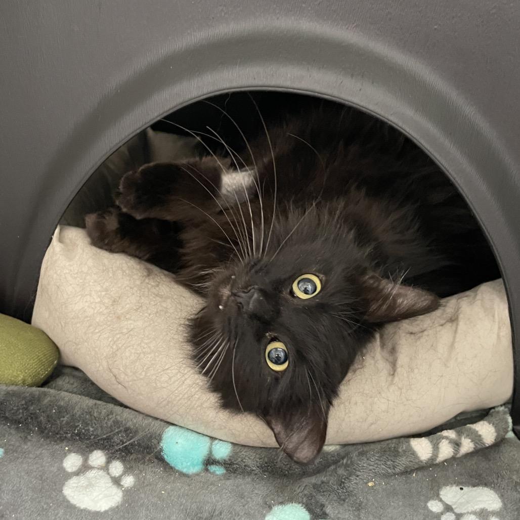 Mr. Fluffy, a Adoptable Domestic Long Hair in Nashville, TN image 3/6