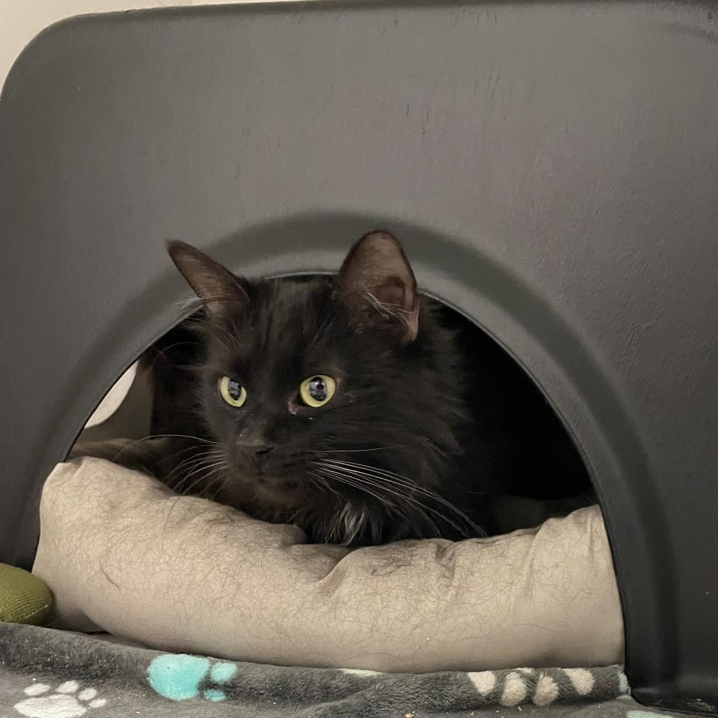Mr. Fluffy, a Adoptable Domestic Long Hair in Nashville, TN image 4/6