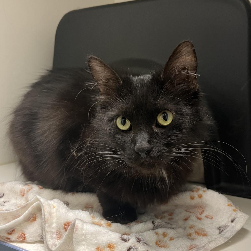 Mr. Fluffy, a Adoptable Domestic Long Hair in Nashville, TN image 6/6
