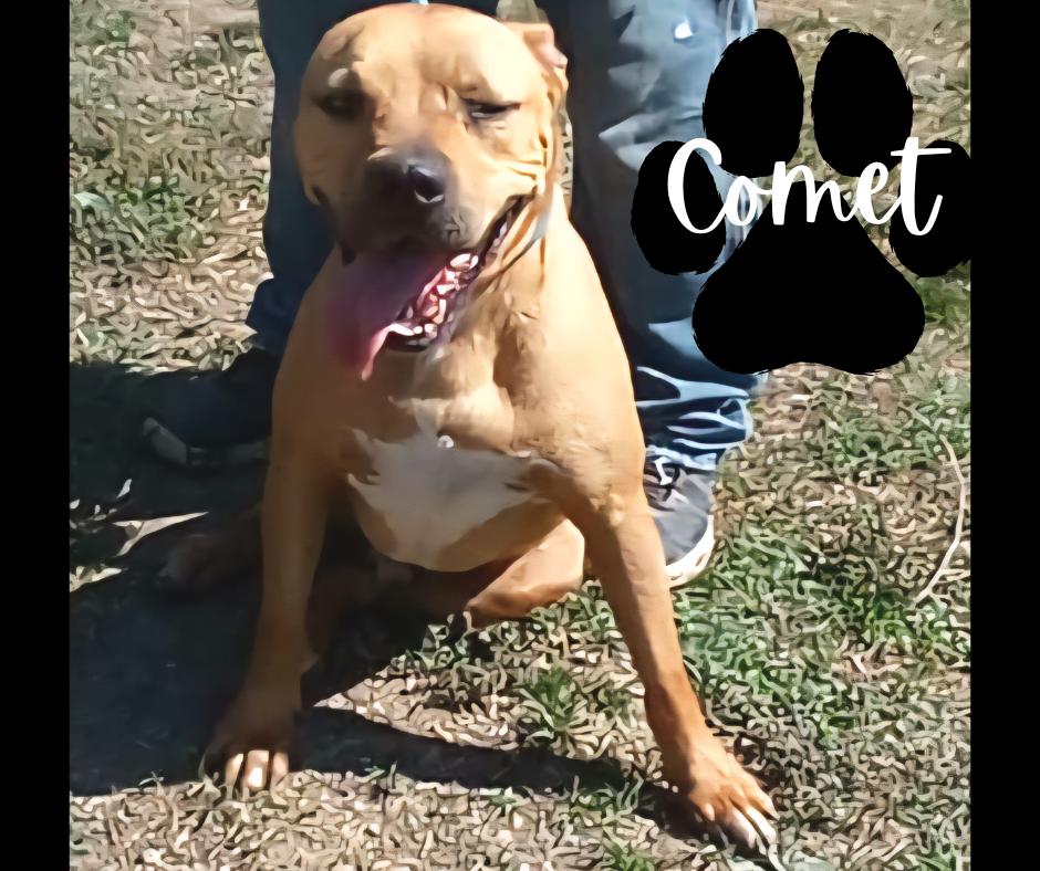 Comet, an adoptable Pit Bull Terrier in Marion, IN, 46953 | Photo Image 1