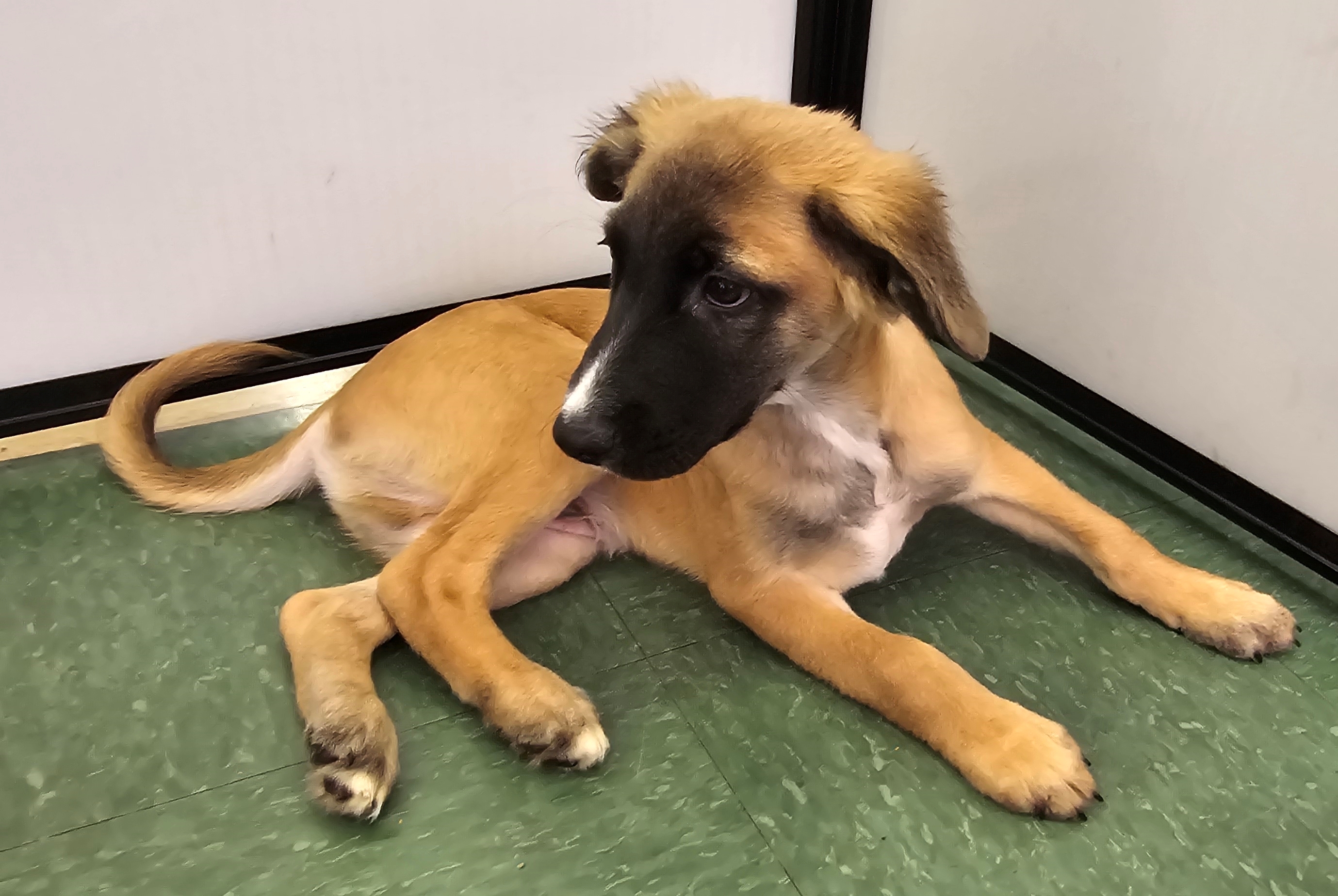 Roger, a Adopted Shepherd in Tucson, AZ image 3/3