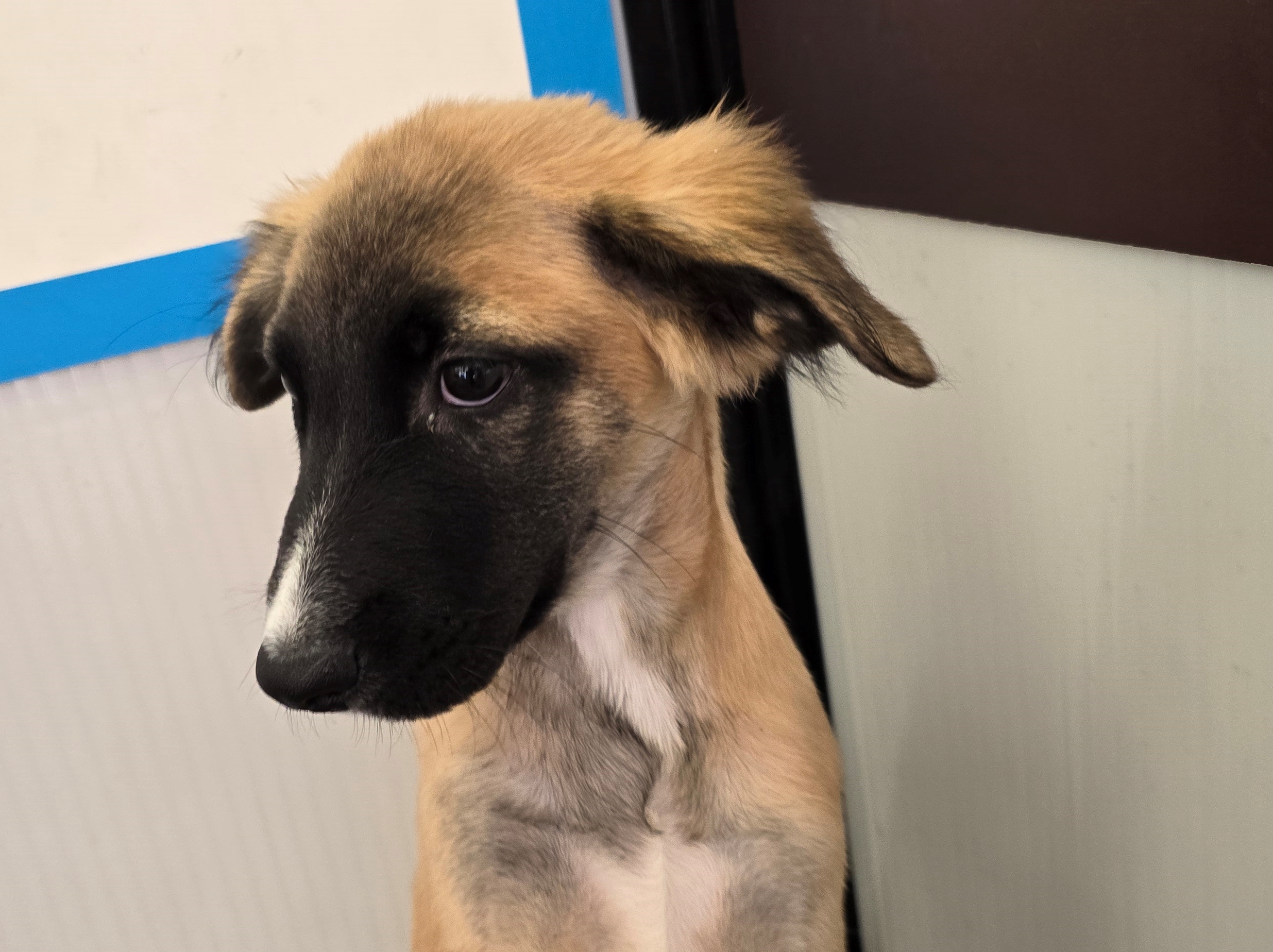 Roger, a Adopted Shepherd in Tucson, AZ image 2/3