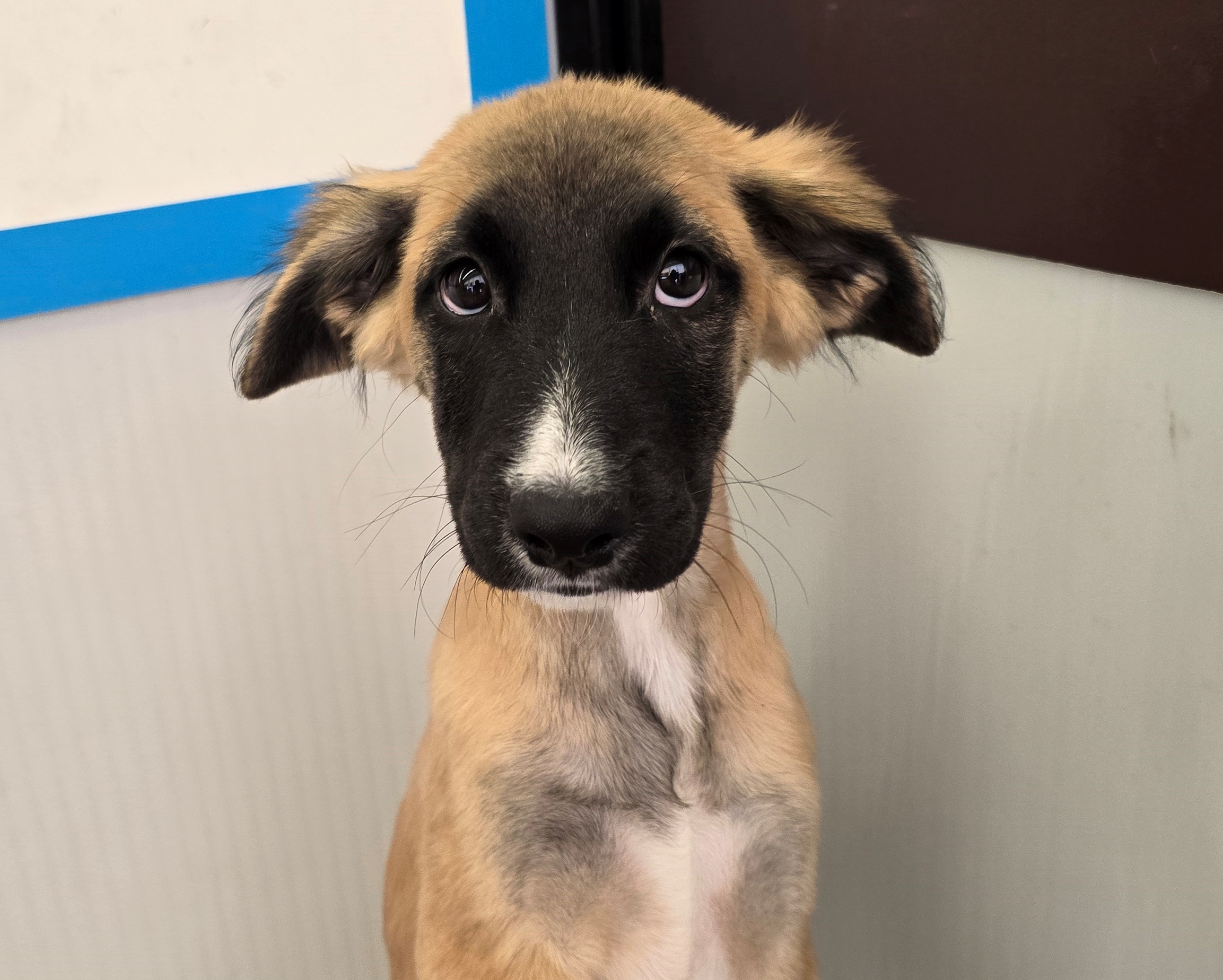 Roger, a Adopted Shepherd in Tucson, AZ image 1/3