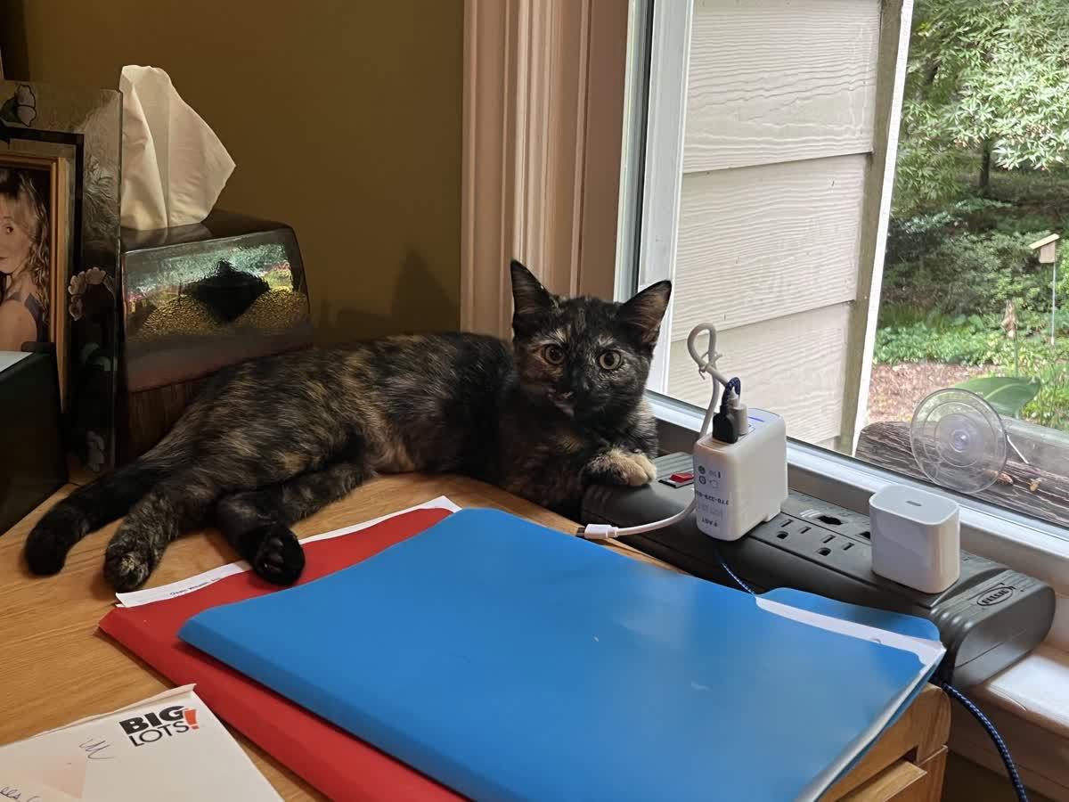 Nala, Adopted, Young Female Domestic Short Hair.
