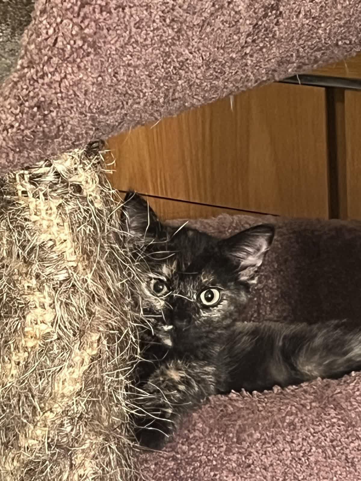 Enlarge Nala, a Adopted Domestic Short Hair in Alpharetta, GA image 2/2