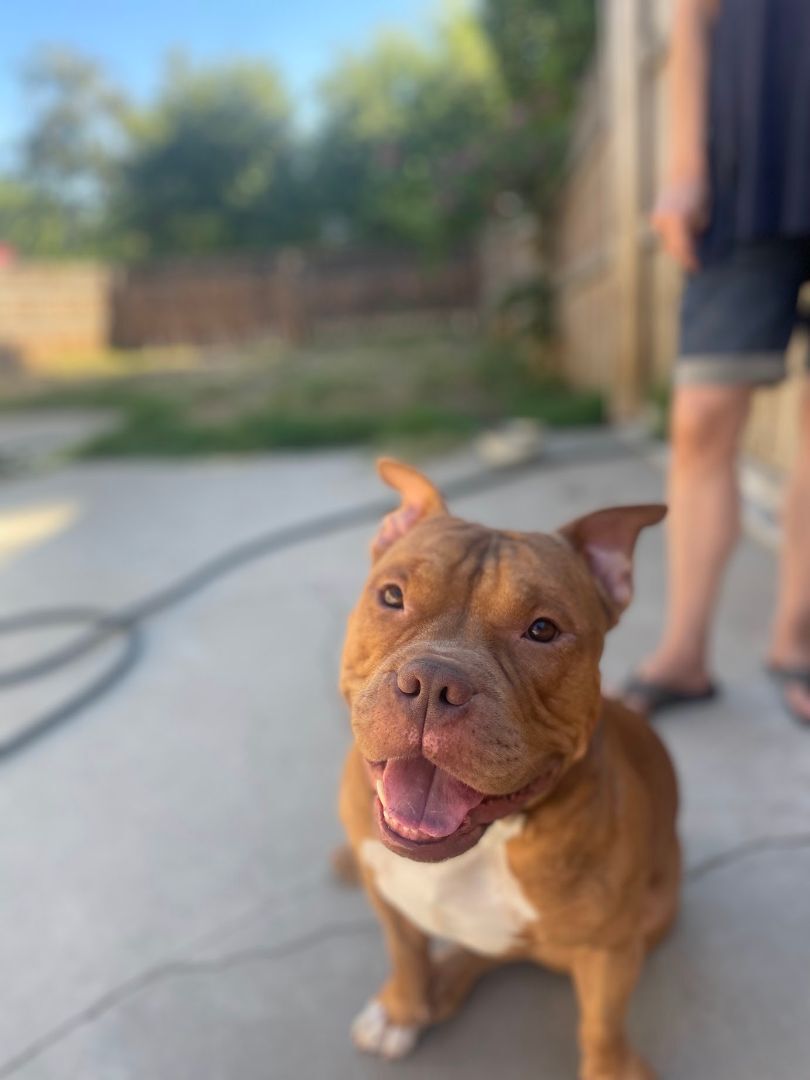 Knox, Adopted, Adult Male American Bully & Pit Bull Terrier.