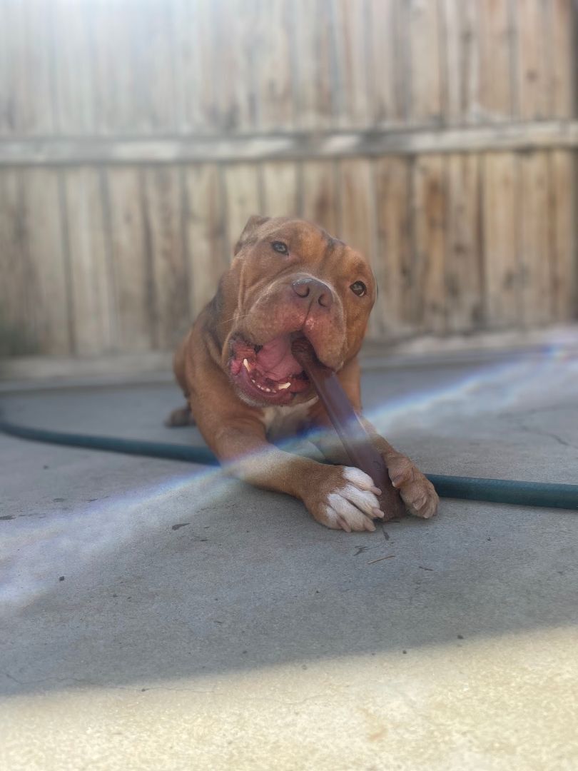 Enlarge Knox, a Adopted mixed breed in BAKERSFIELD, CA image 2/19