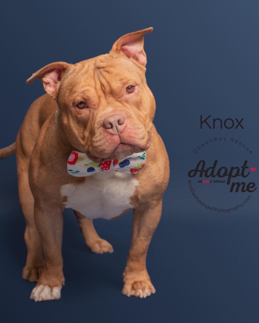 Enlarge Knox, a Adopted mixed breed in BAKERSFIELD, CA image 3/19