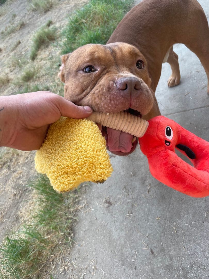 Enlarge Knox, a Adopted mixed breed in BAKERSFIELD, CA image 4/19