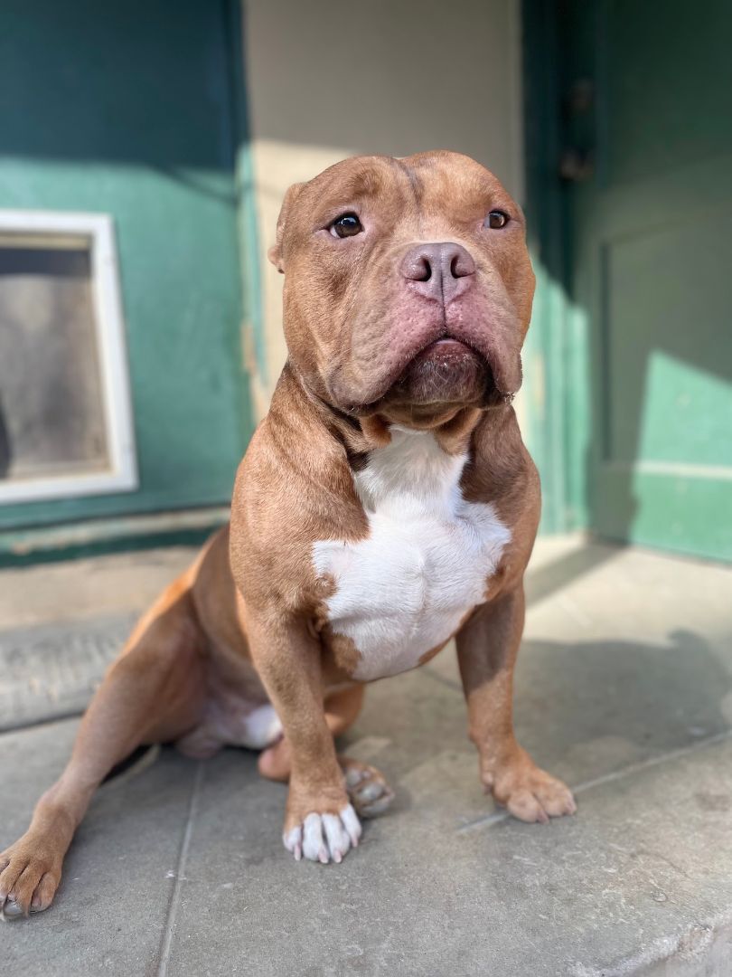 Enlarge Knox, a Adopted mixed breed in BAKERSFIELD, CA image 5/19