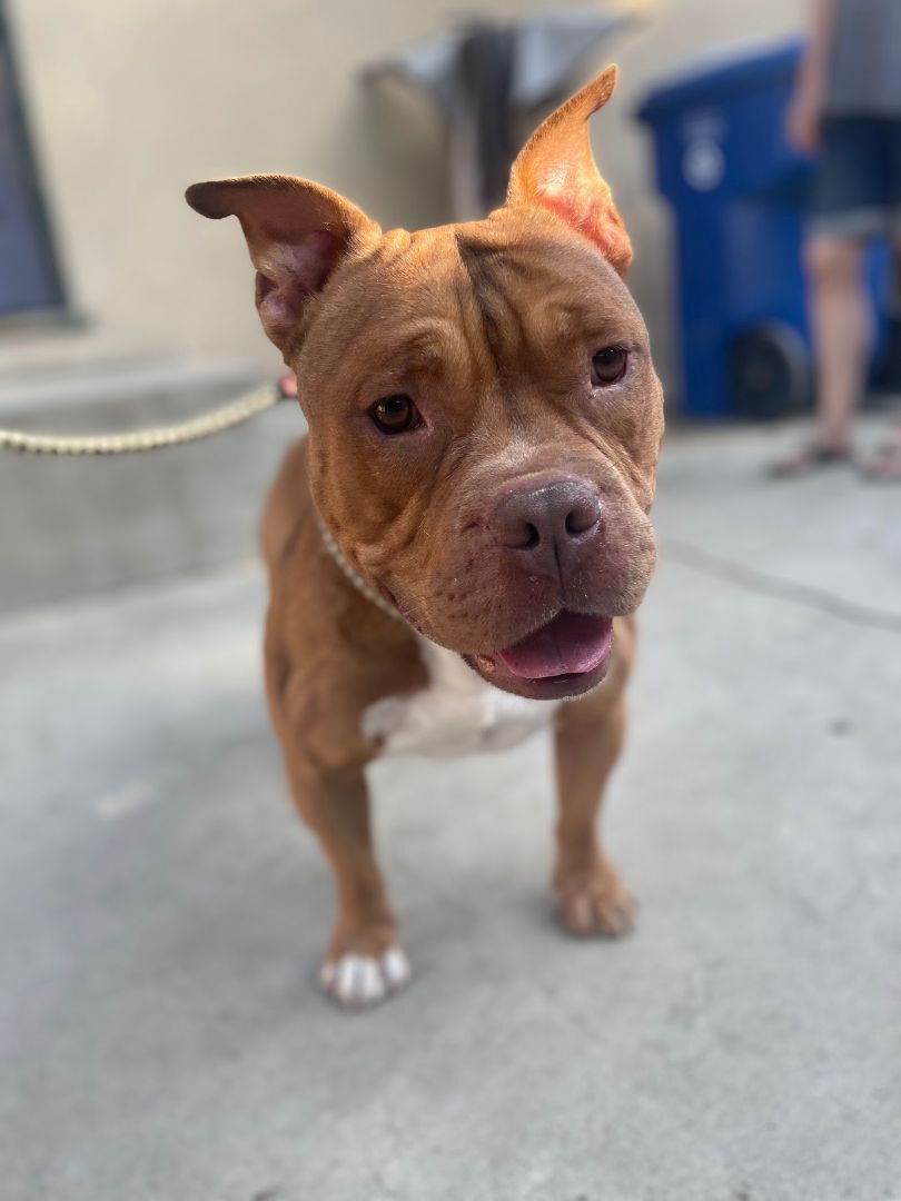 Enlarge Knox, a Adopted mixed breed in BAKERSFIELD, CA image 6/19