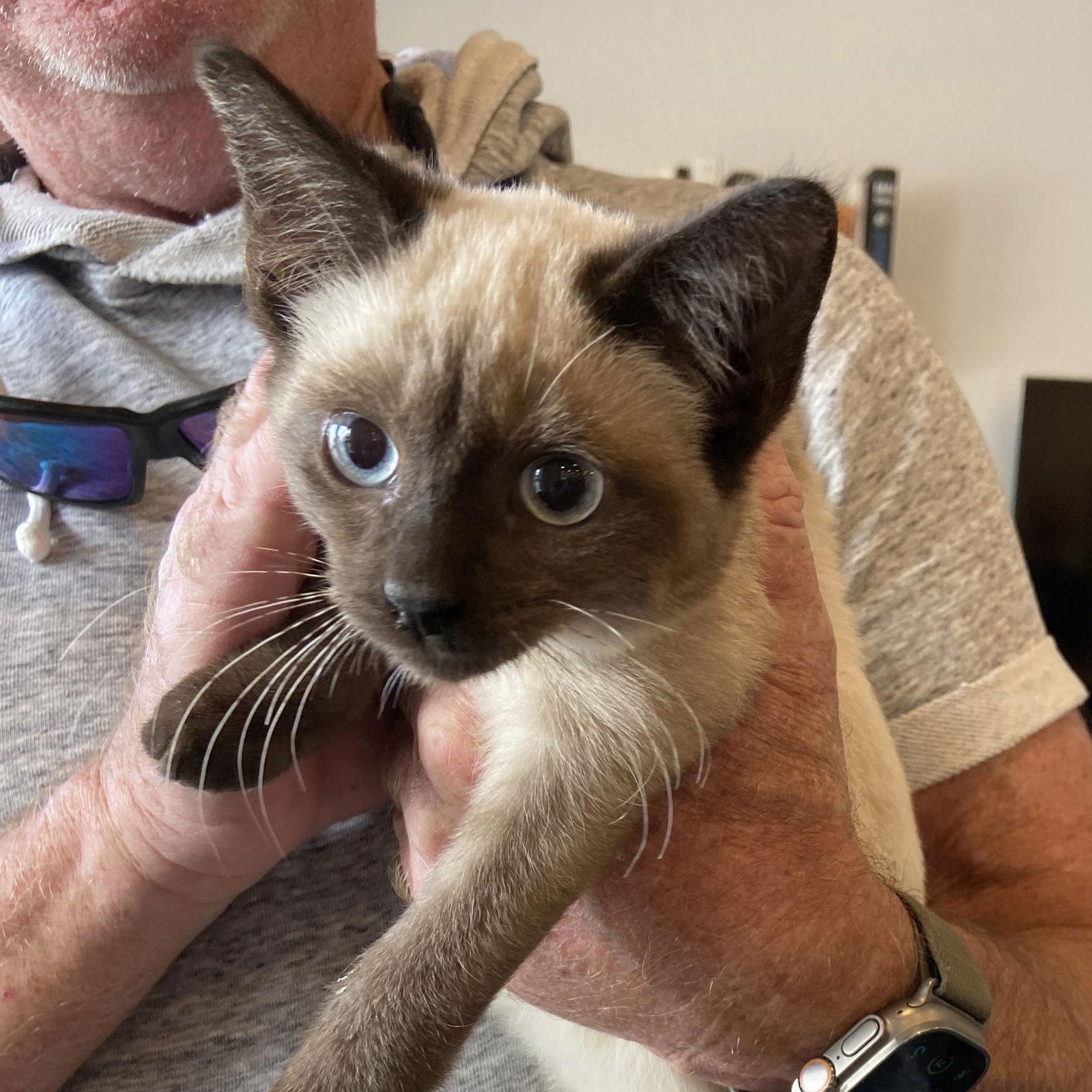 Enlarge Fitzgerald, a Adopted mixed breed in MONTGOMERY, TX image 1/1