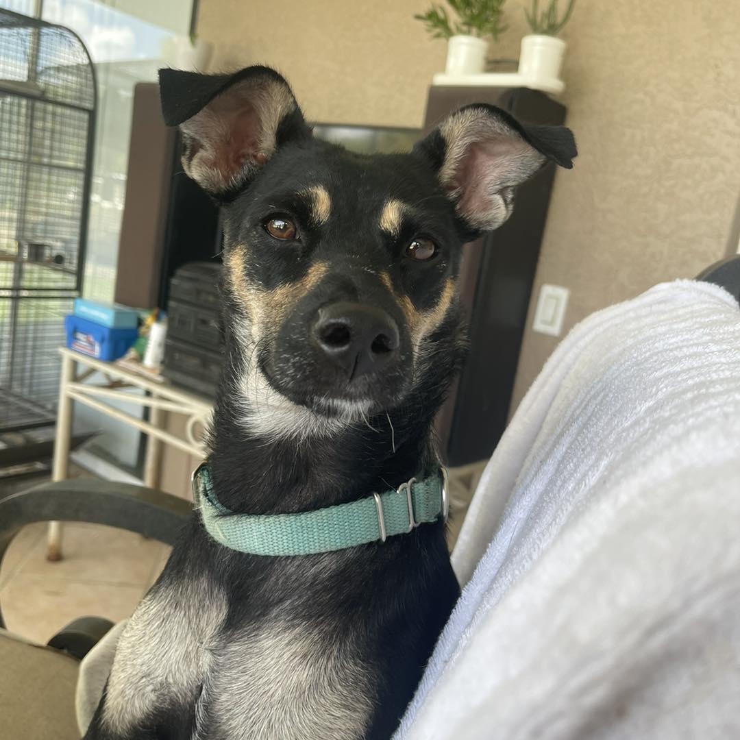 Sadie, Adopted, Adult Female Rat Terrier.