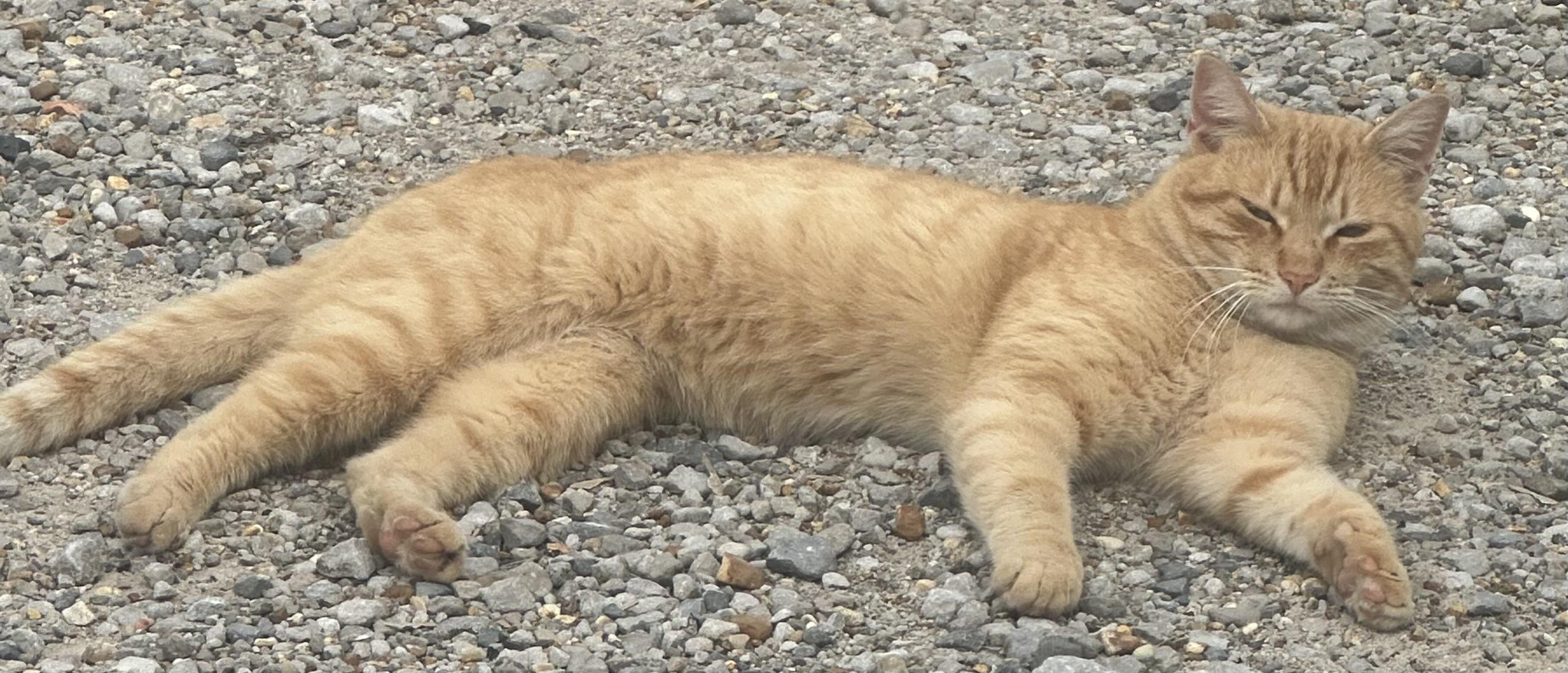 Enlarge Mustard, a ADOPTABLE Domestic Short Hair in Vicksburg, MS image 2/2