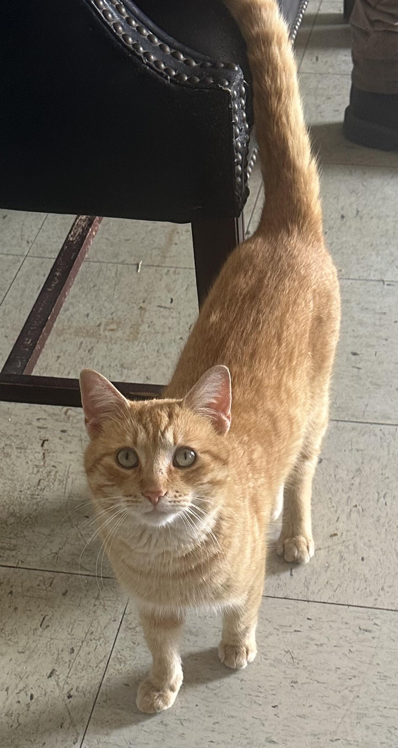 Enlarge Mustard, a ADOPTABLE Domestic Short Hair in Vicksburg, MS image 1/2