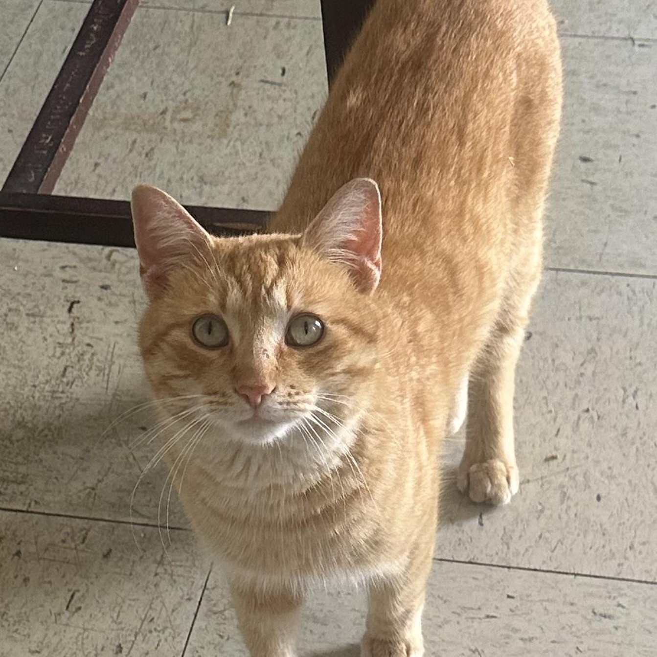 Enlarge Mustard, a ADOPTABLE Domestic Short Hair in Vicksburg, MS image 1/2