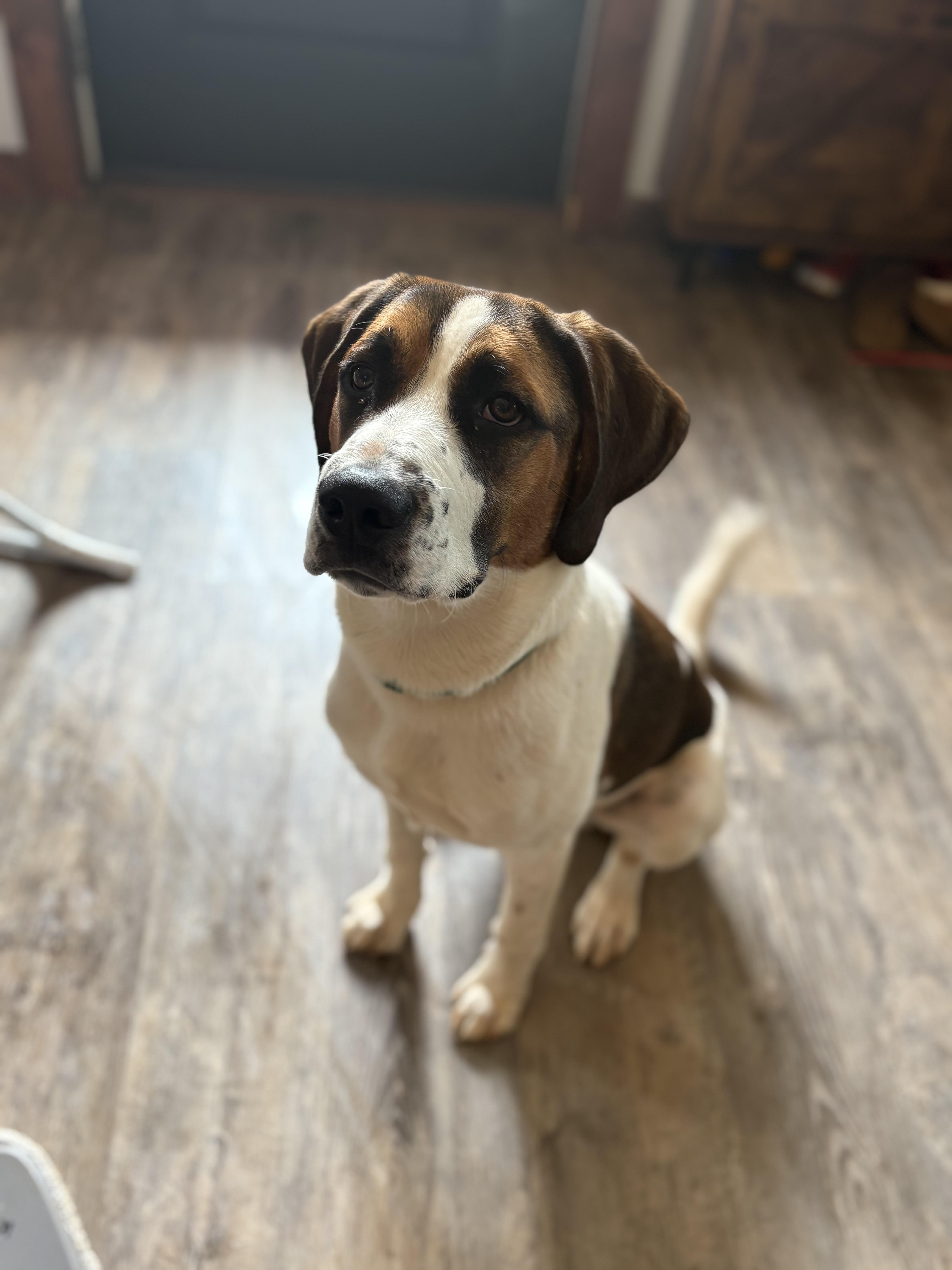 Enlarge Cooper (Best Family Dog), an adopted mixed breed in Newfoundland, PA image 2/5