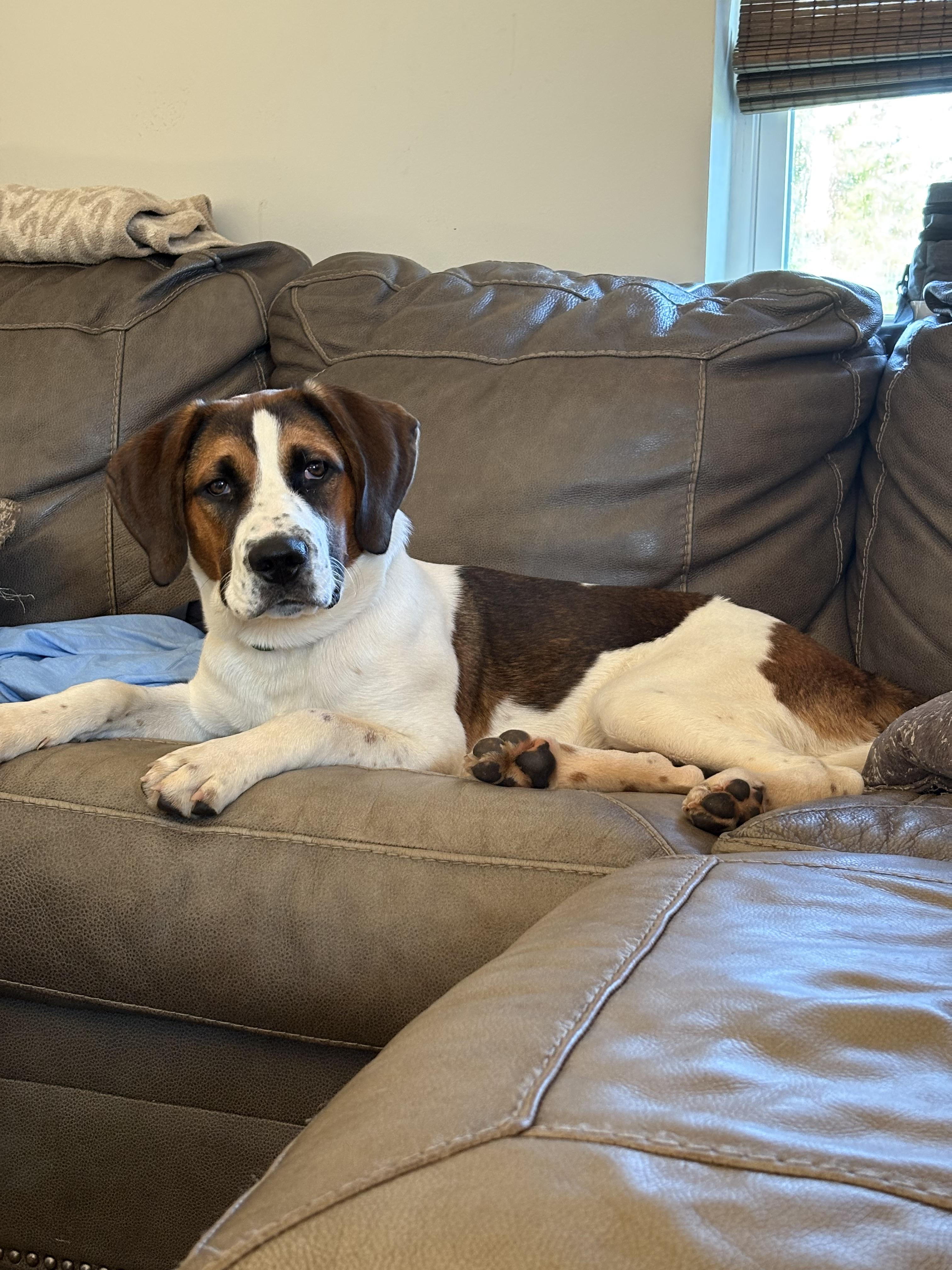Enlarge Cooper (Best Family Dog), an adopted mixed breed in Newfoundland, PA image 5/5