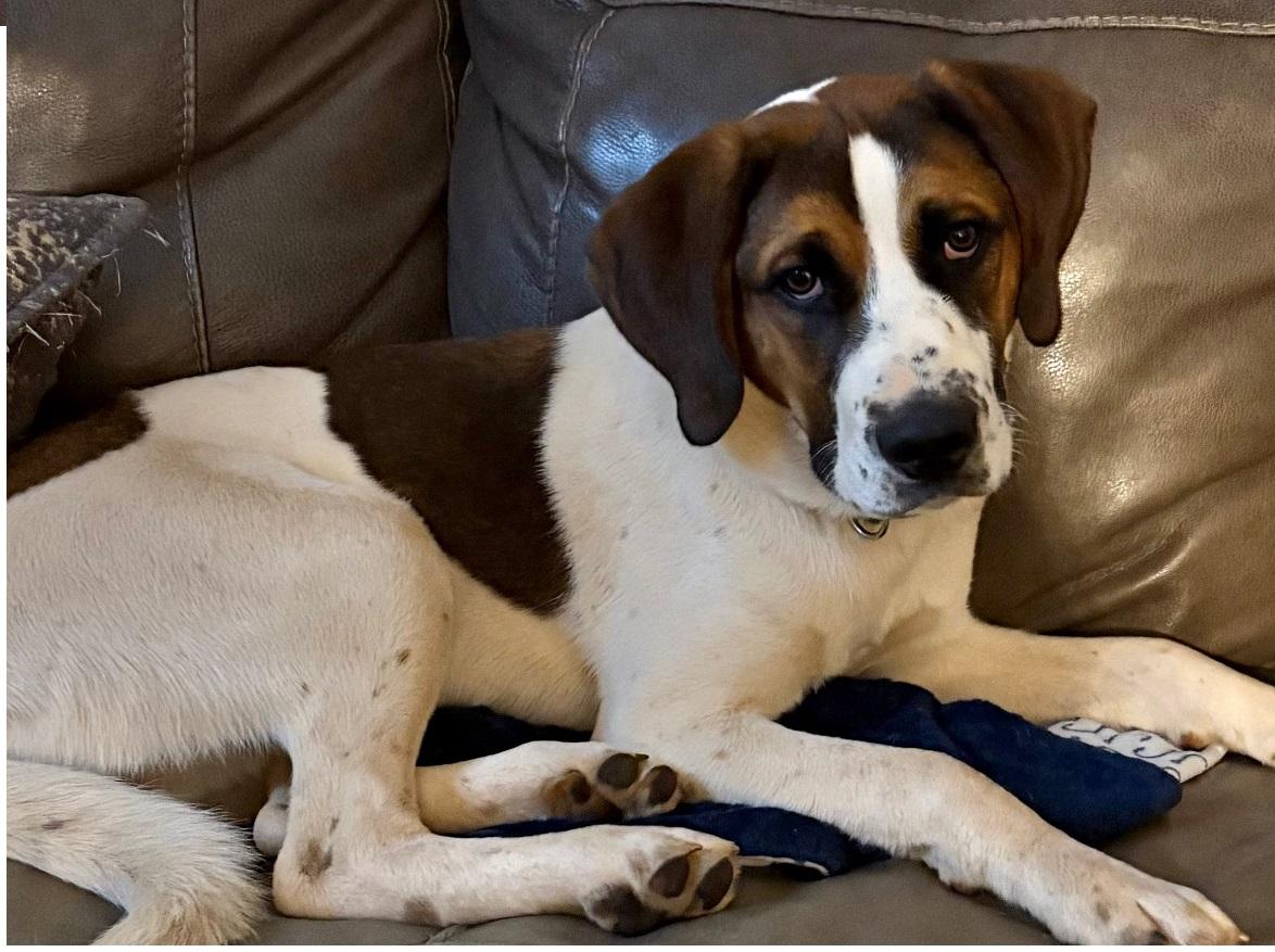 Enlarge Cooper (Best Family Dog), an adopted mixed breed in Newfoundland, PA image 1/5