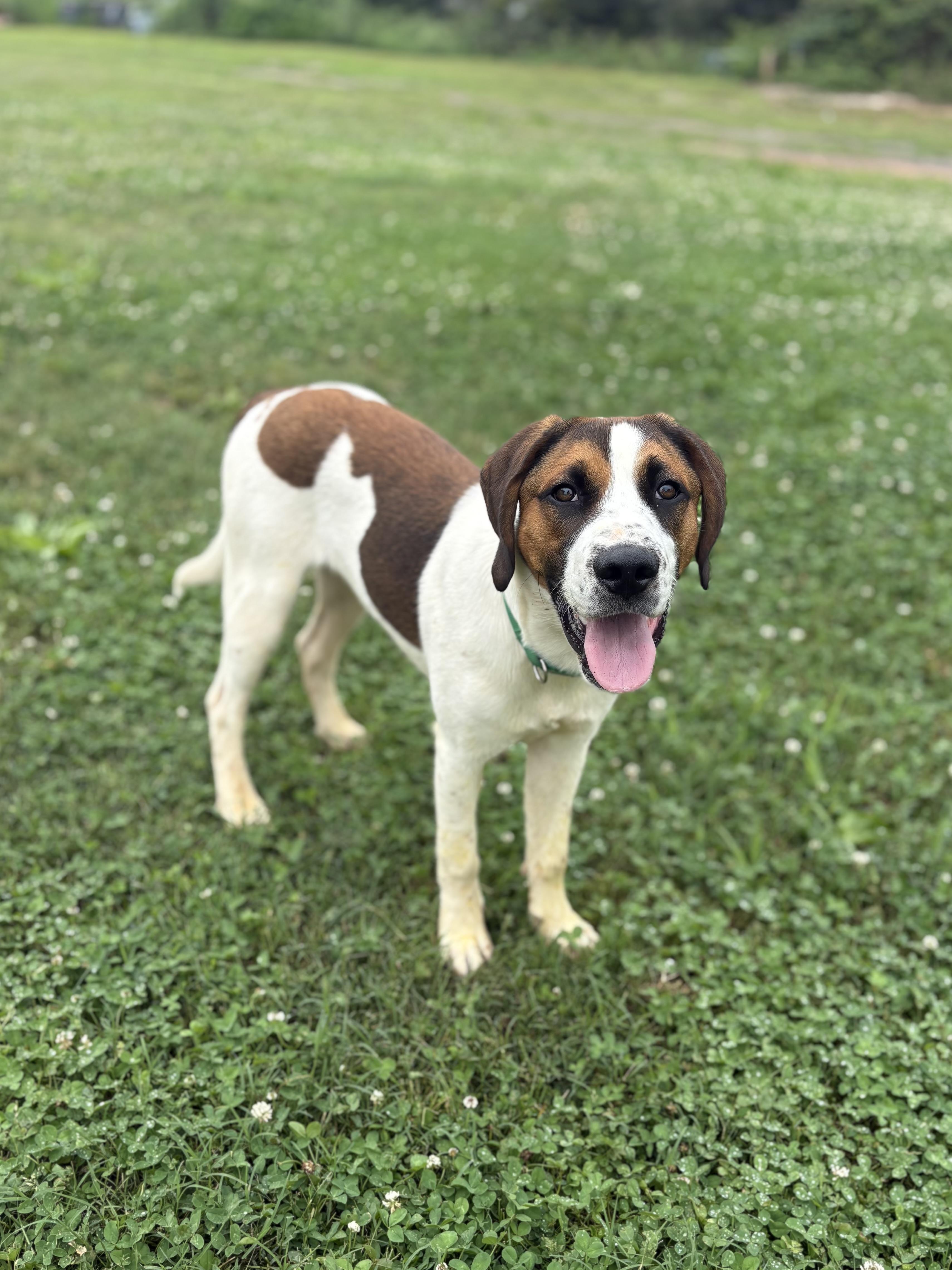 Enlarge Cooper (Best Family Dog), an adopted mixed breed in Newfoundland, PA image 4/5