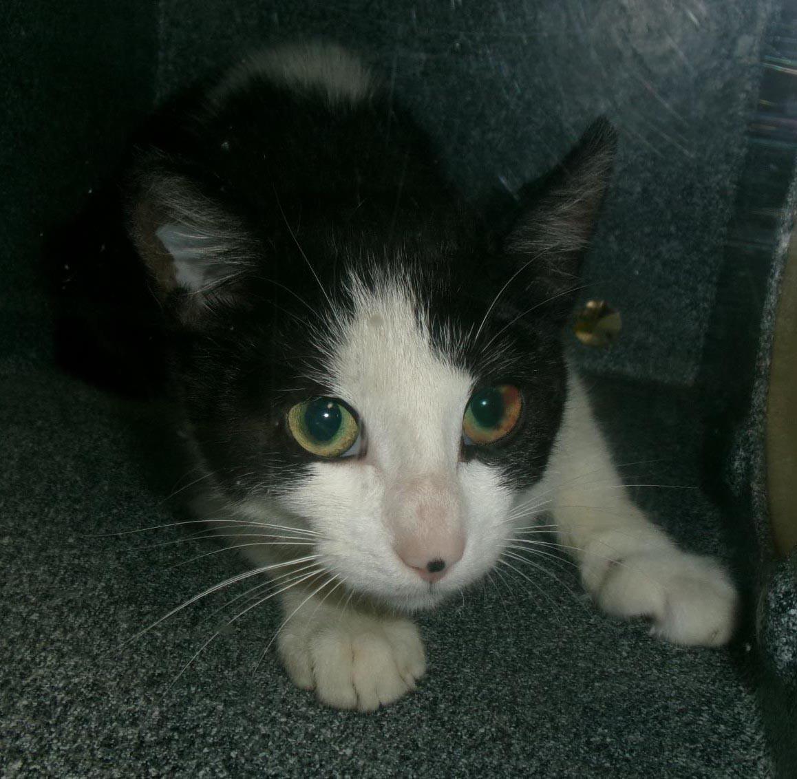 Beef Eater (Working Cat), Adoptable, Adult Female Domestic Short Hair.