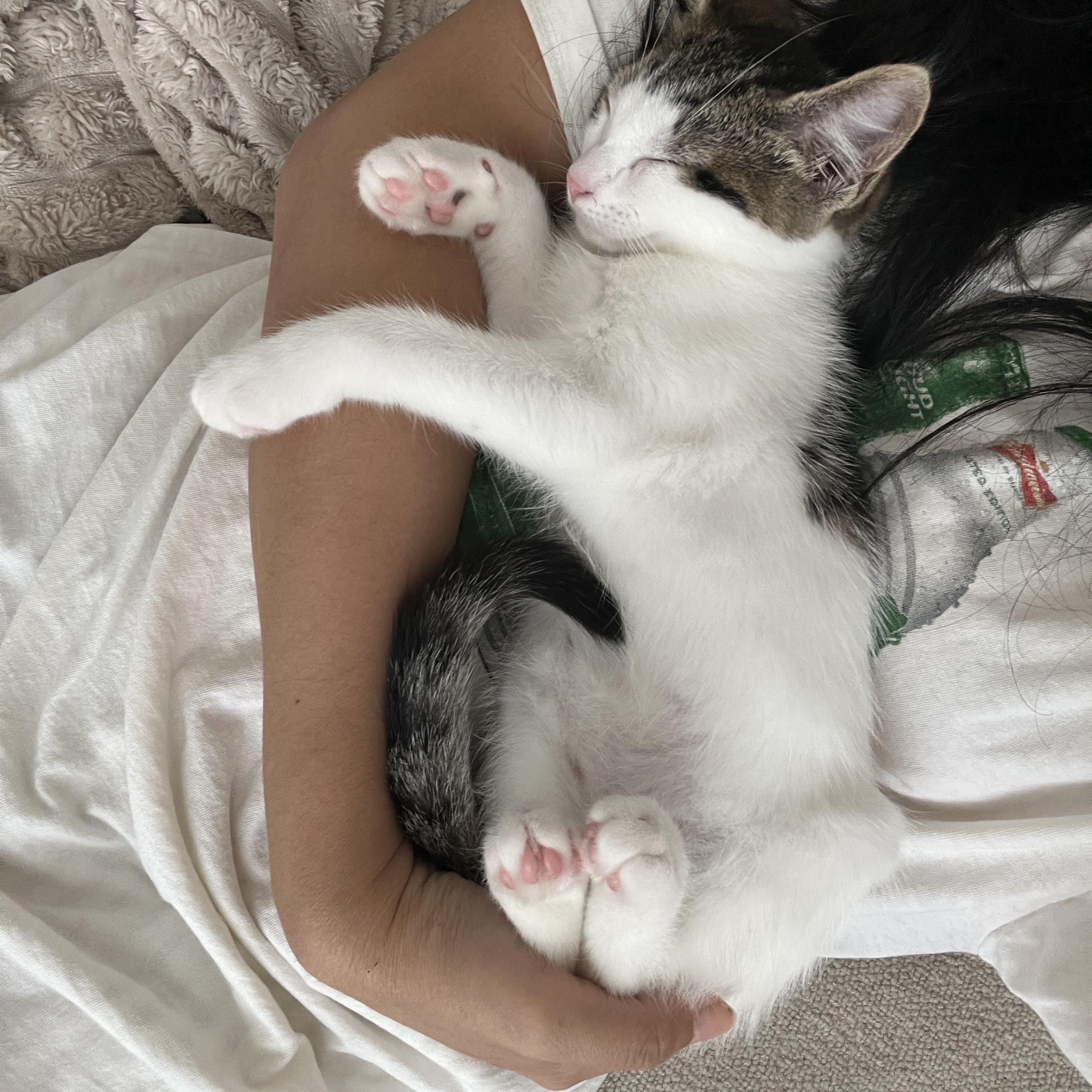 Enlarge May, a Adopted Domestic Short Hair in Brooklyn, NY image 3/6
