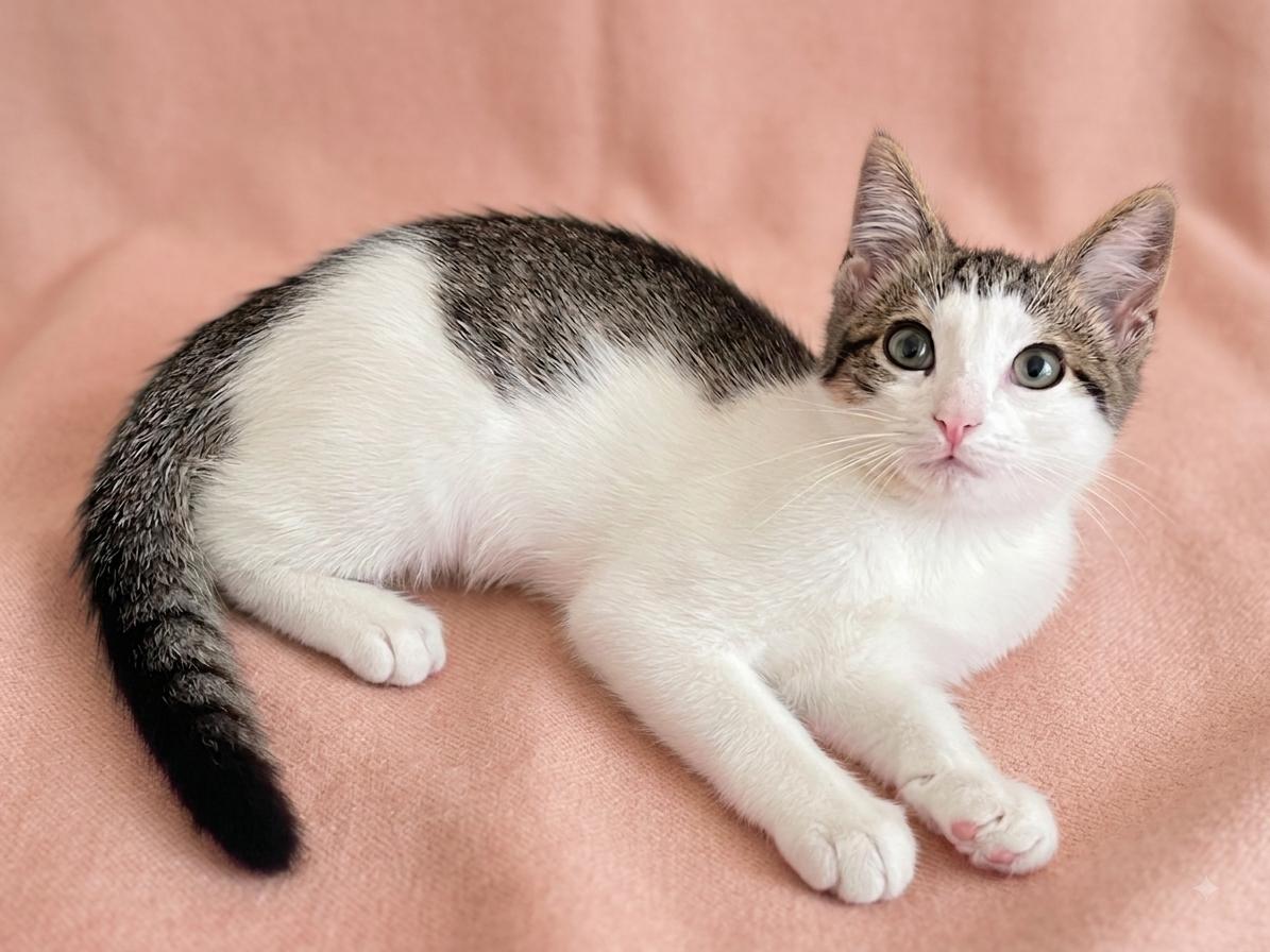 May, Adopted, Kitten Female Domestic Short Hair.