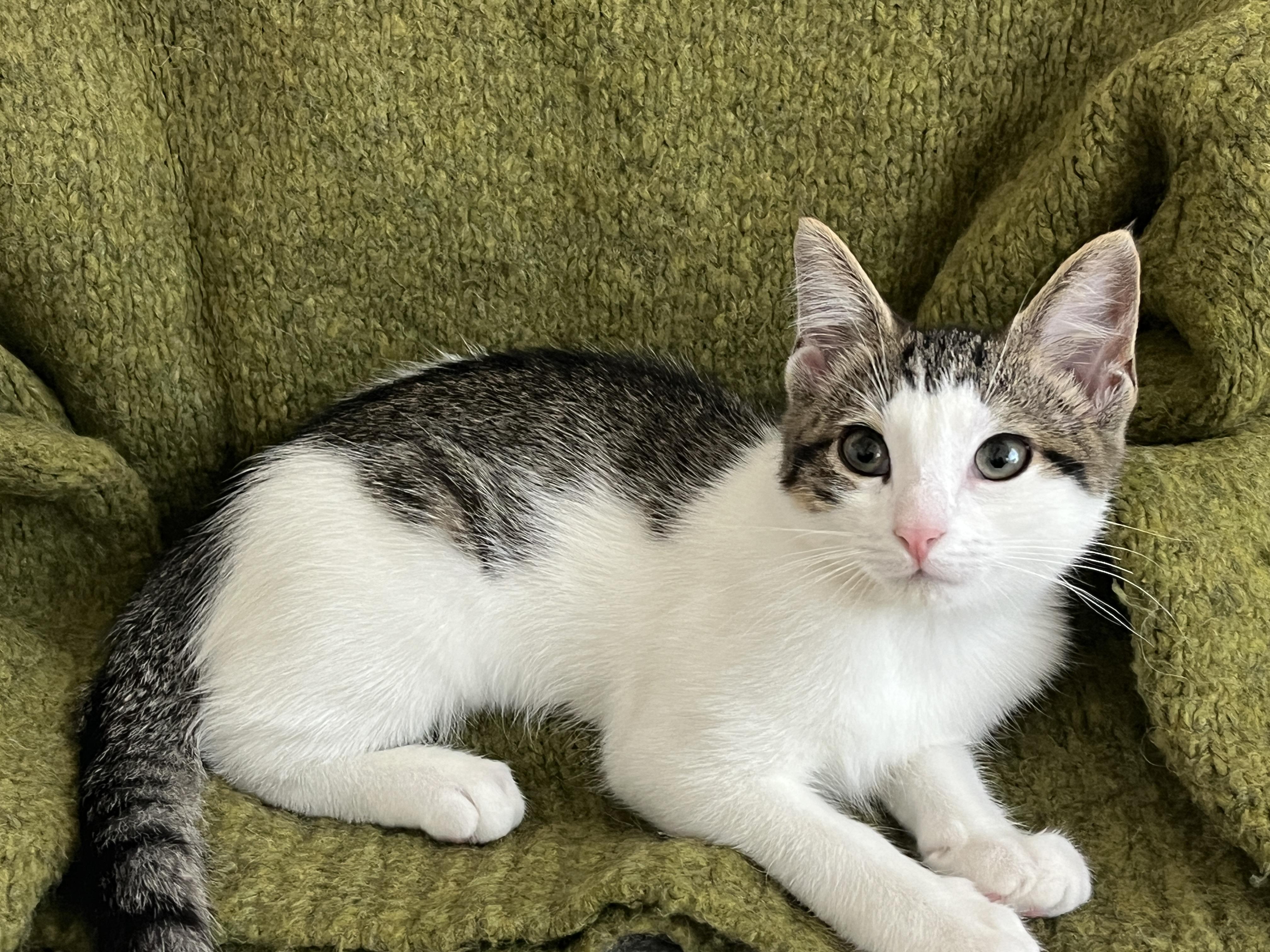 Enlarge May, a Adopted Domestic Short Hair in Brooklyn, NY image 2/6