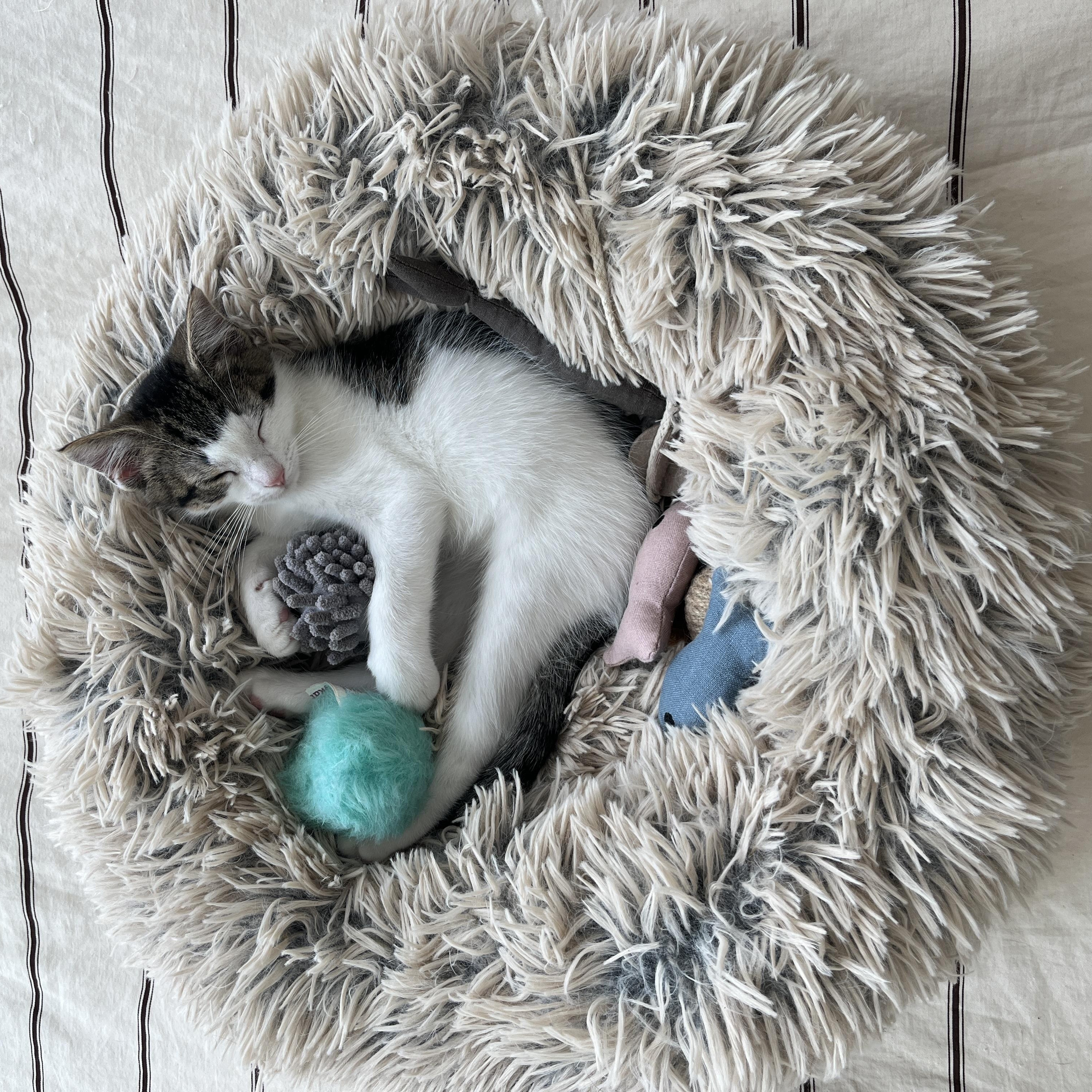 Enlarge May, a Adopted Domestic Short Hair in Brooklyn, NY image 6/6