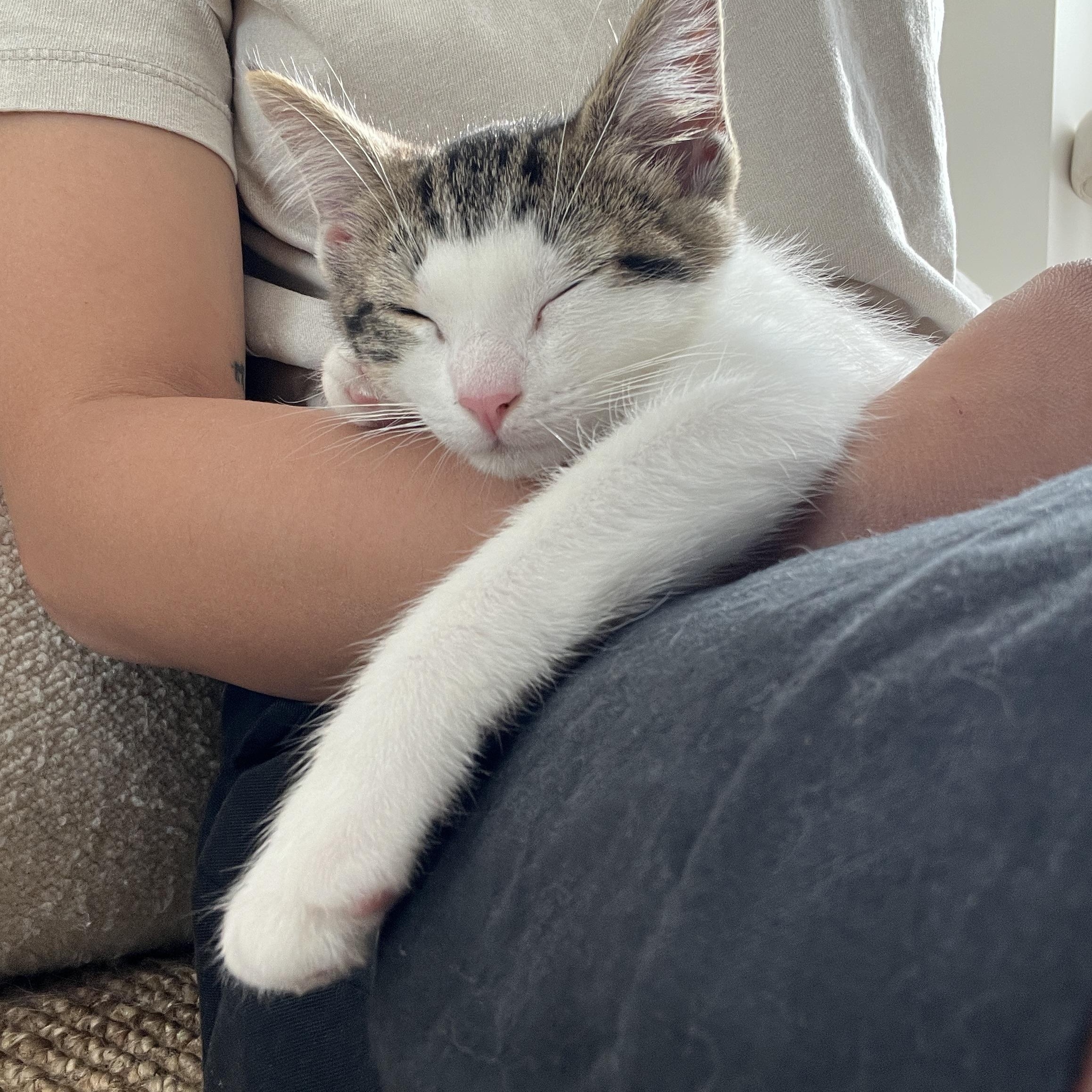 Enlarge May, a Adopted Domestic Short Hair in Brooklyn, NY image 4/6