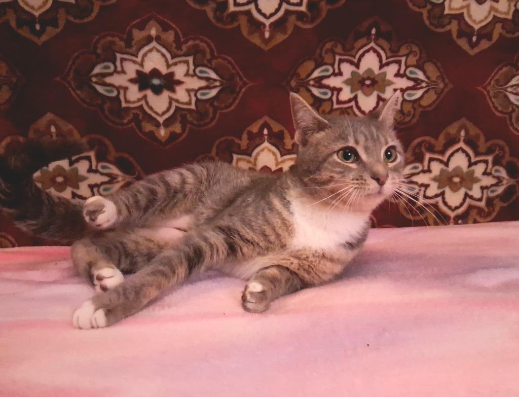 MIO, Adoptable, Young Female Domestic Short Hair.