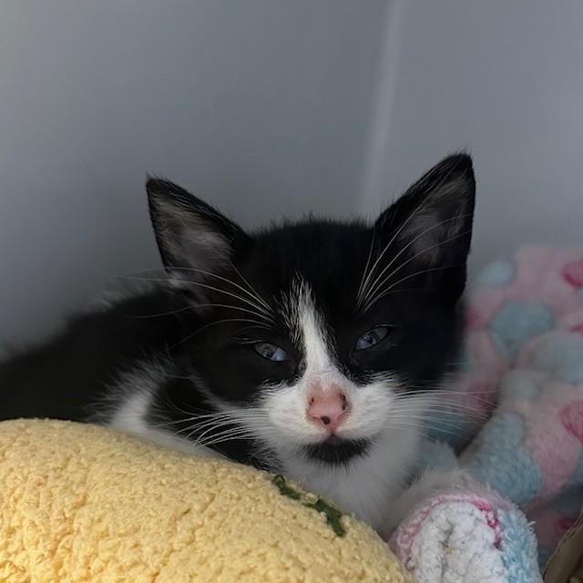 Enlarge Deputy, an adoptable Domestic Short Hair in Margate, FL image 1/1