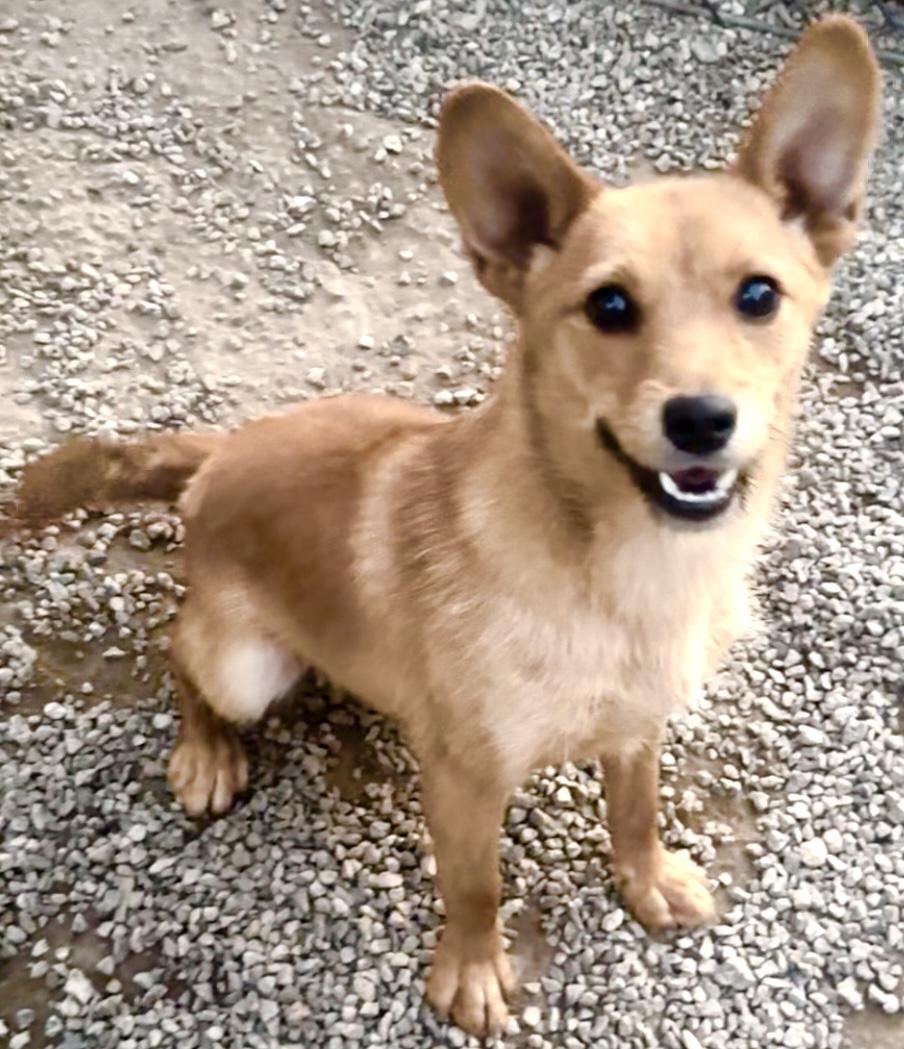 Chapo, a Adopted mixed breed in Woodland Hills, CA image 2/6