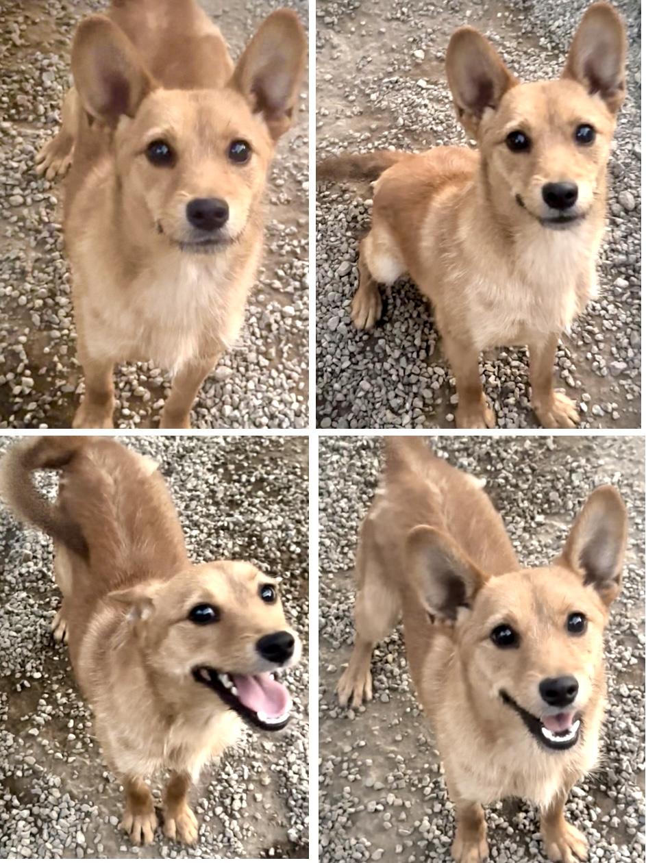 Chapo, a Adopted mixed breed in Woodland Hills, CA image 4/6