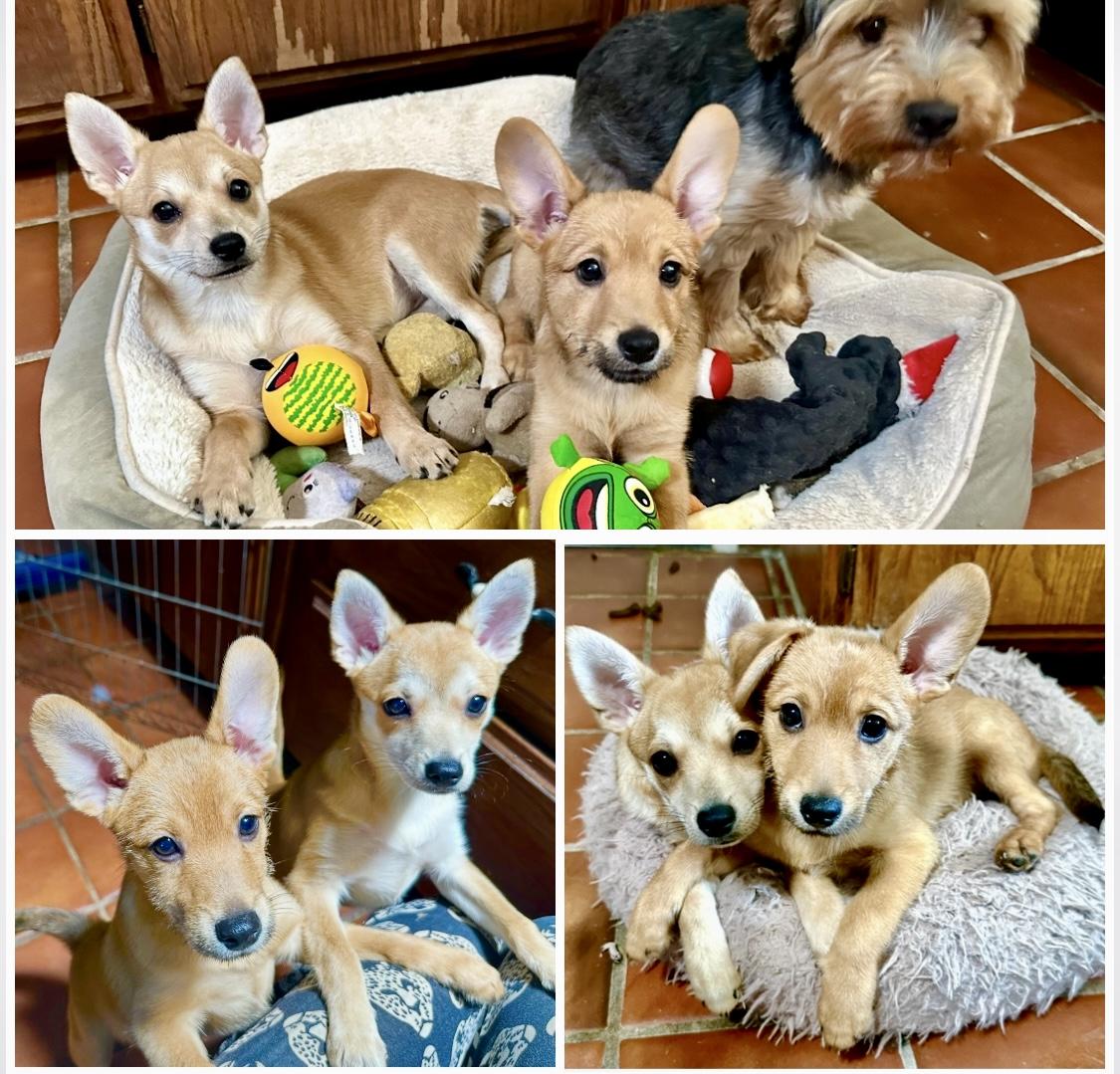 Chapo, Adopted, Young Male Terrier & Corgi.