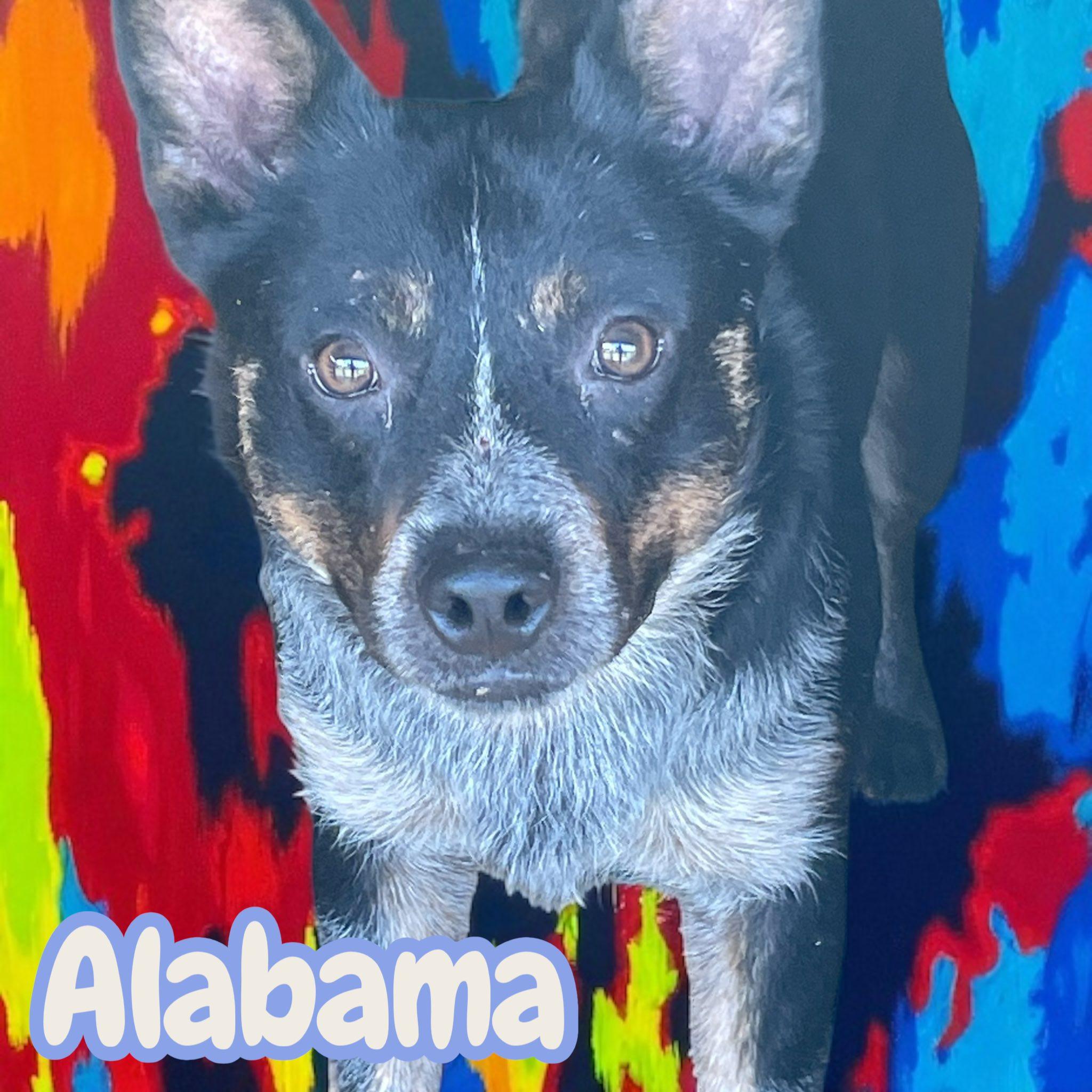 Alabama - Crate/Leash/House Trained. Good w dogs & cats, a Adoptable mixed breed in Stratford, CT image 1/4