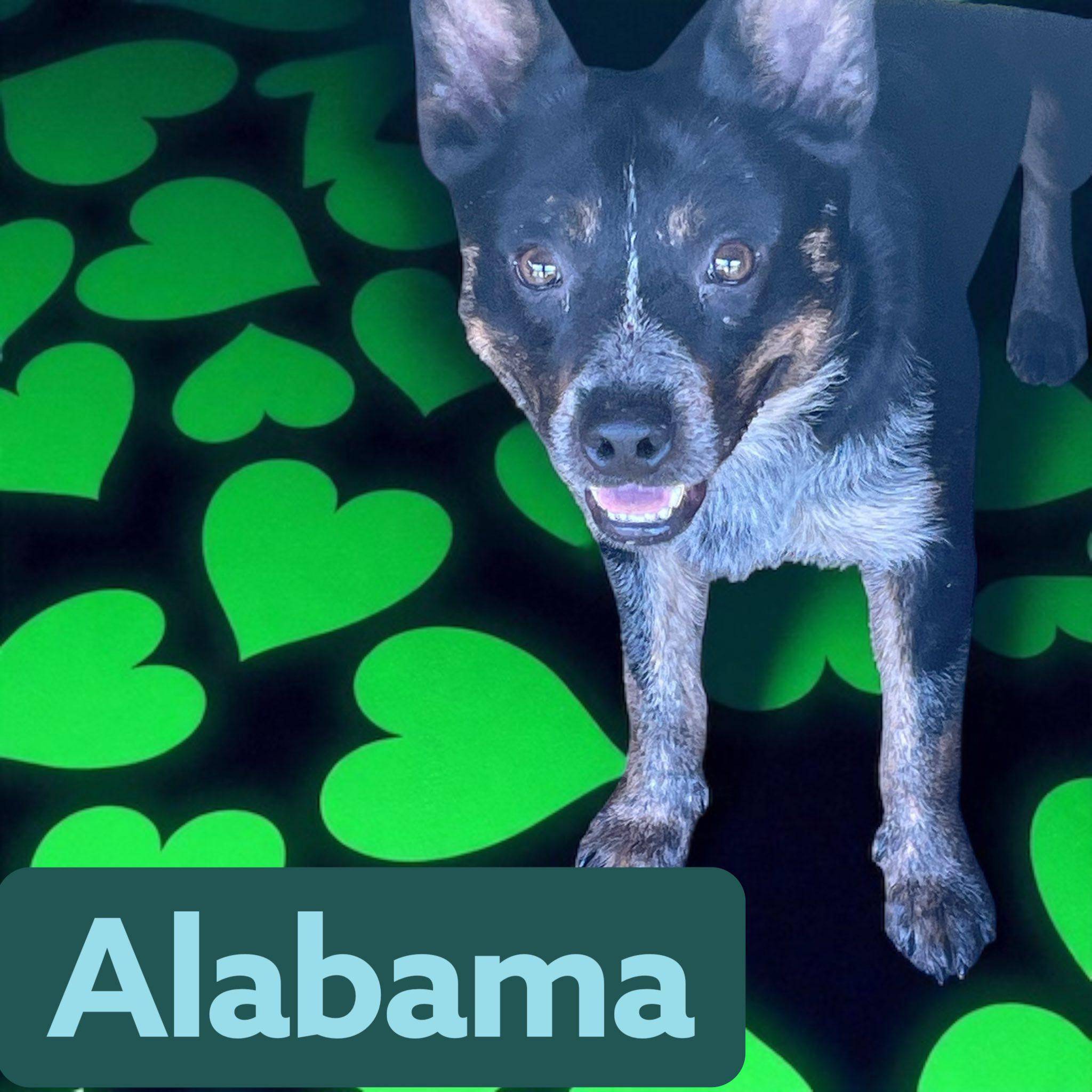 Alabama - Crate/Leash/House Trained. Good w dogs & cats, a Adoptable mixed breed in Stratford, CT image 2/4