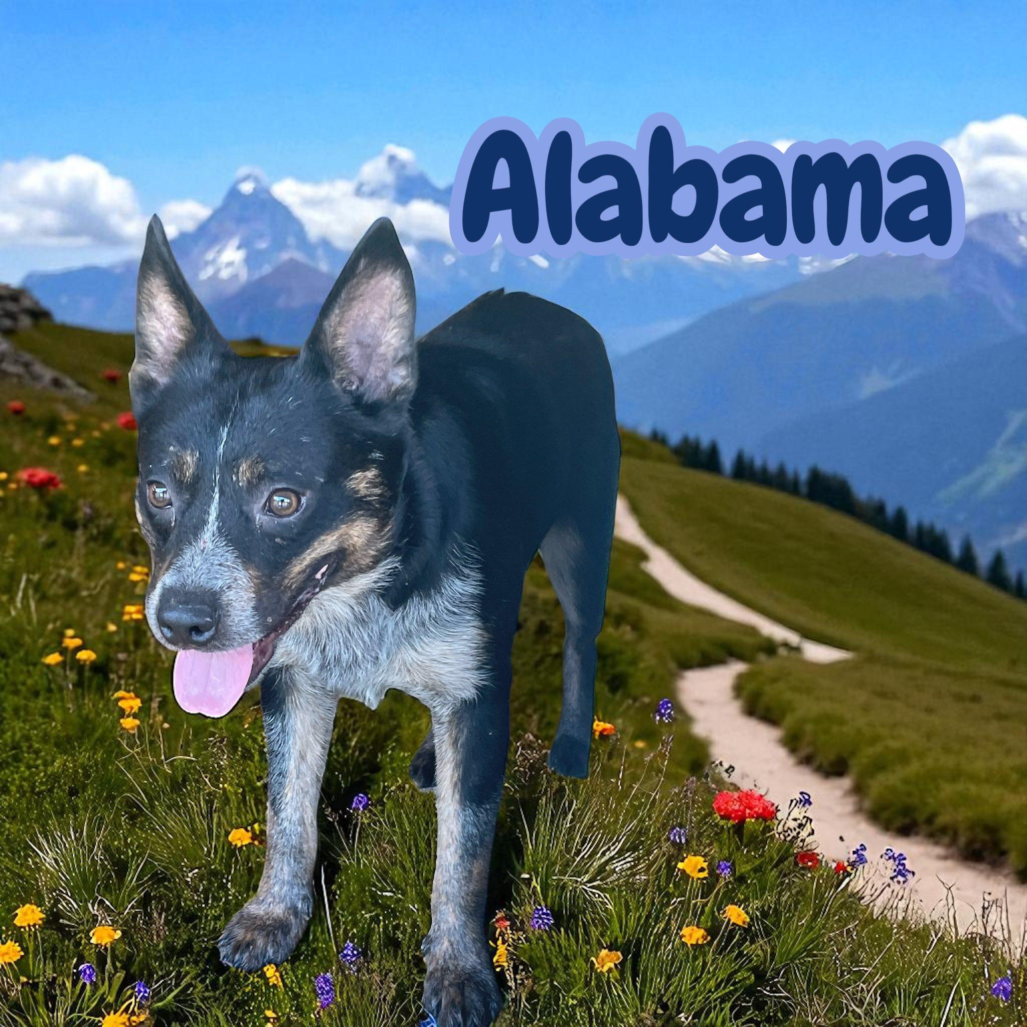 Alabama - Crate/Leash/House Trained. Good w dogs & cats, a Adoptable mixed breed in Stratford, CT image 3/4