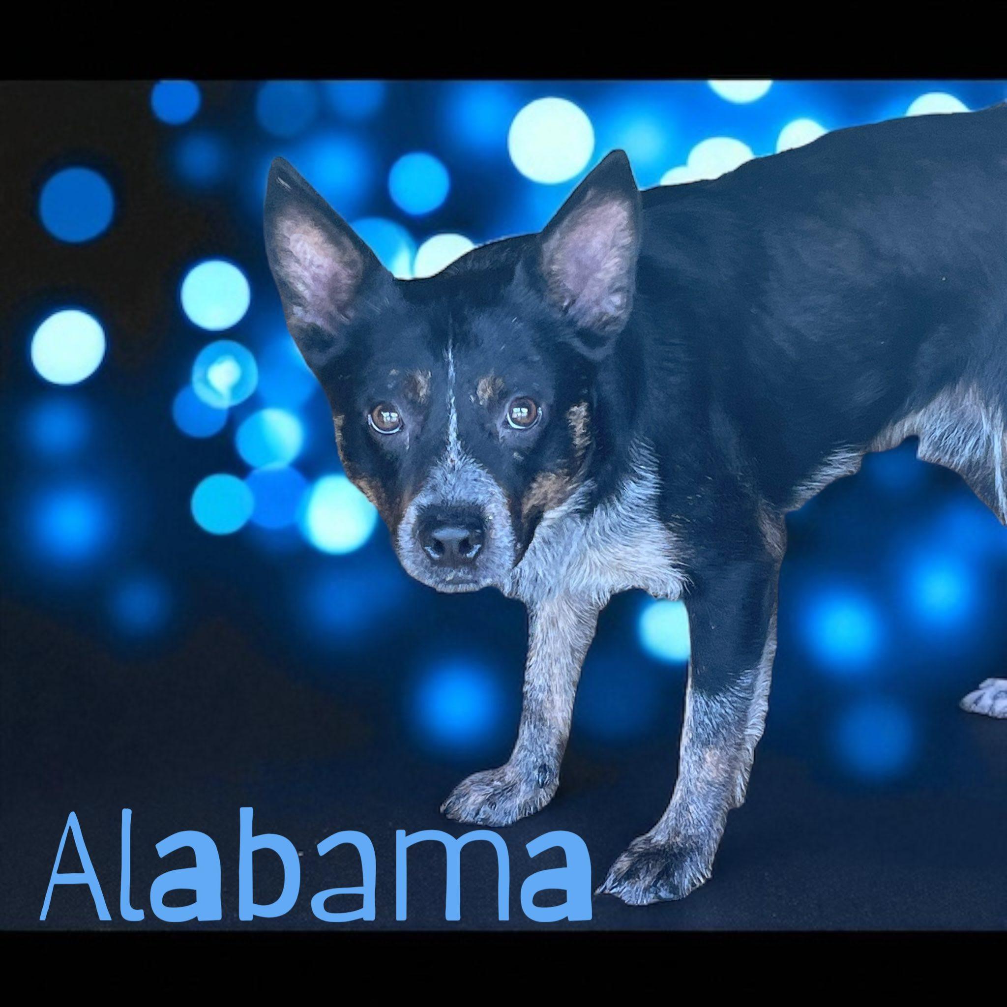 Alabama - Crate/Leash/House Trained. Good w dogs & cats, a Adoptable mixed breed in Stratford, CT image 4/4