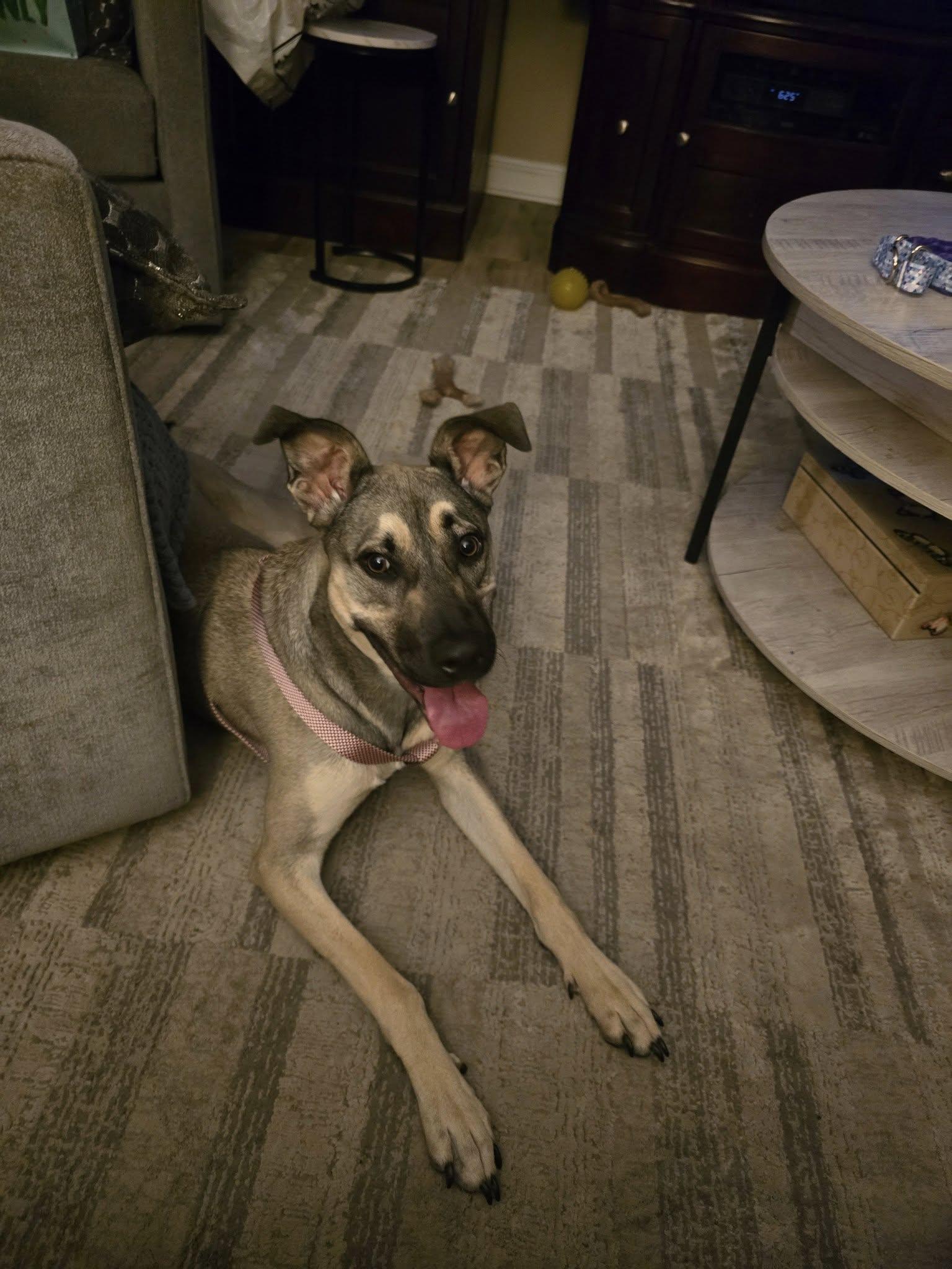 Bianca, ADOPTABLE, Young Female Mixed Breed.