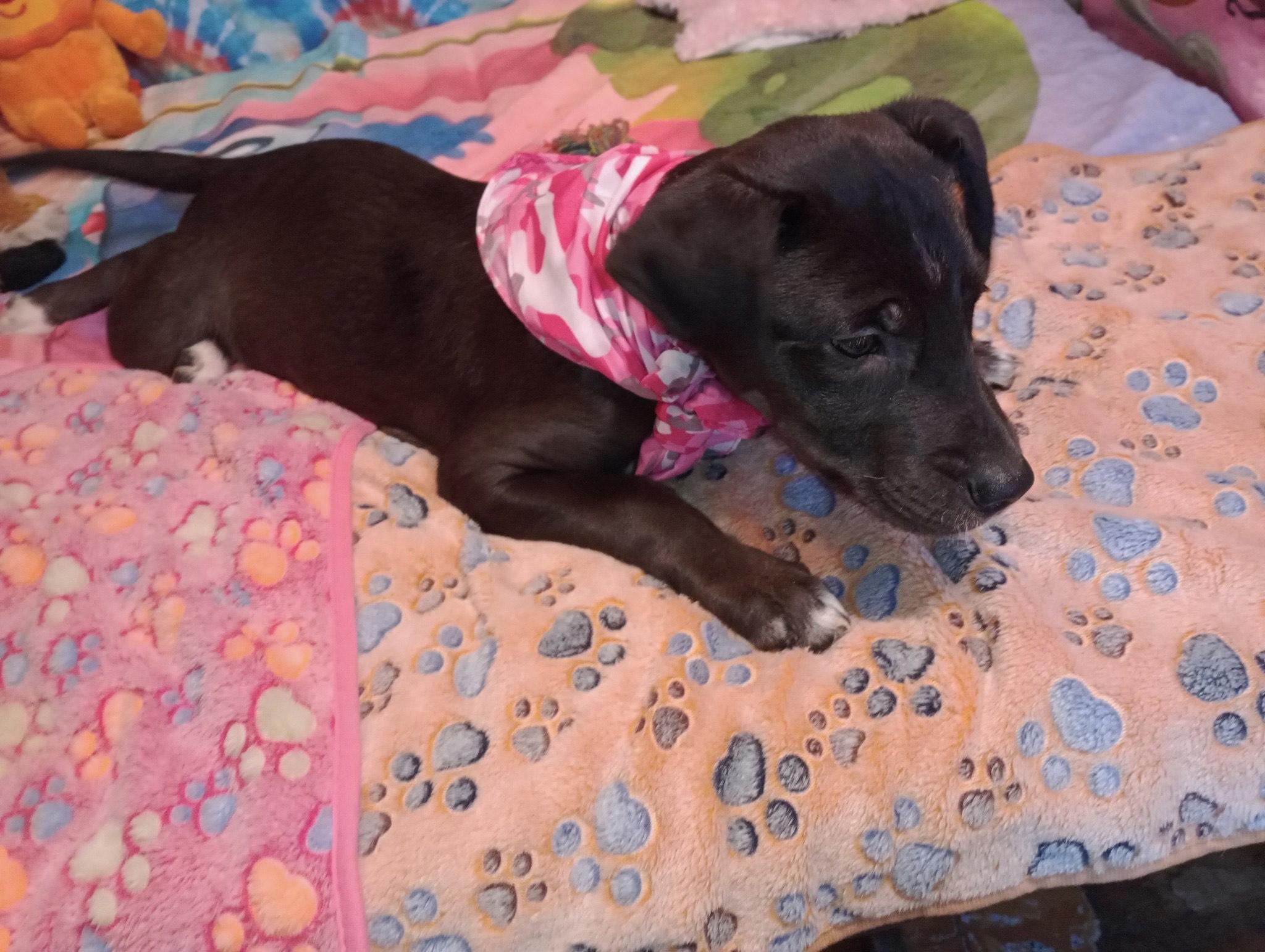 breann, a Adoptable mixed breed in Texarkana, TX image 1/3