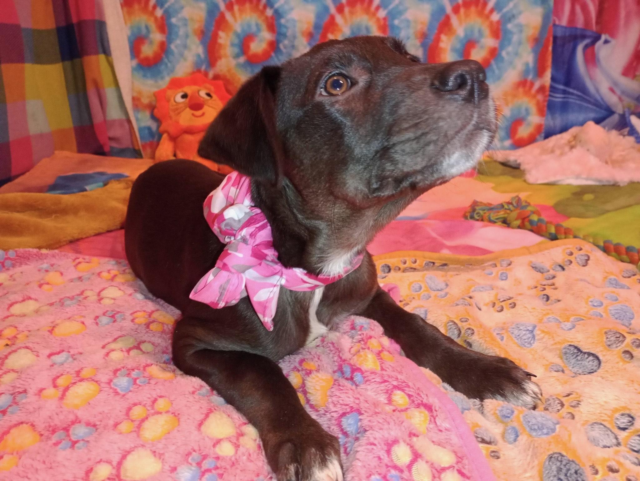 breann, a Adoptable mixed breed in Texarkana, TX image 2/3