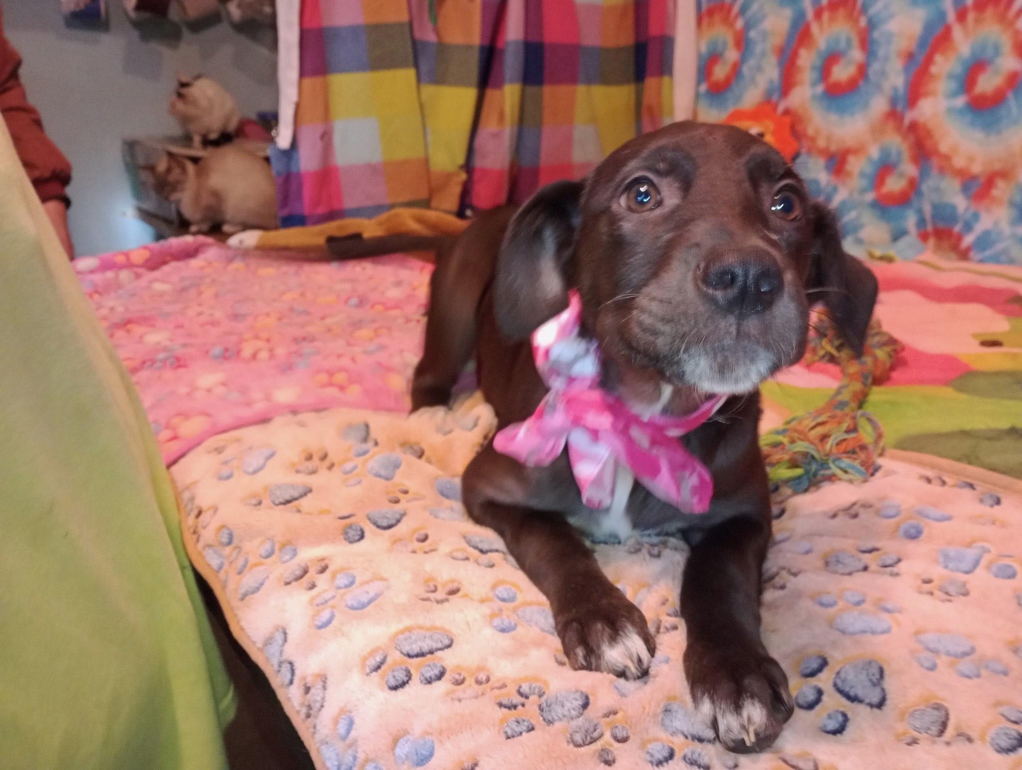 breann, a Adoptable mixed breed in Texarkana, TX image 3/3