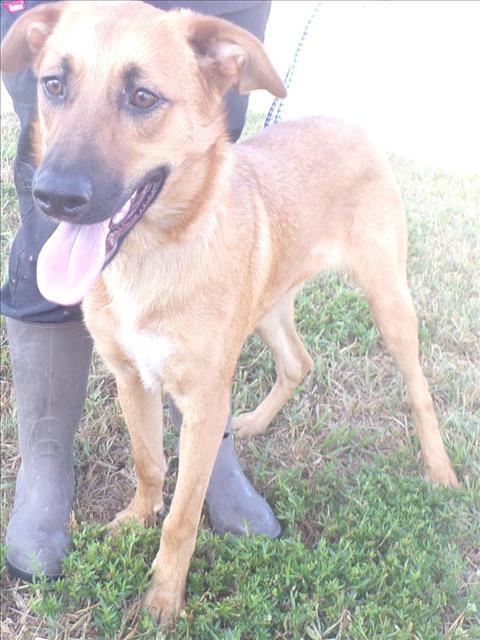 MICHELLE, Adoptable, Adult Female German Shepherd Dog & Mixed Breed.