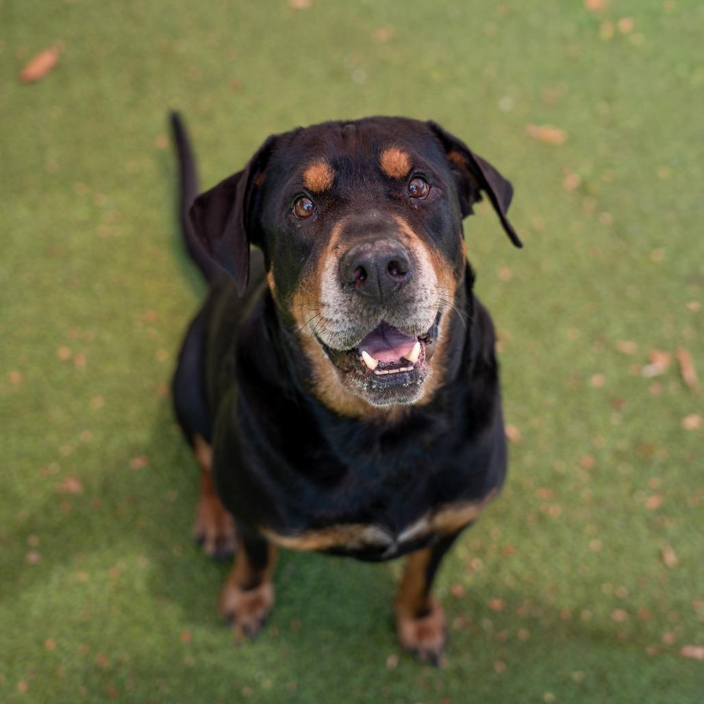 Moose, Adoptable, Senior Male Rottweiler & Shar-Pei.