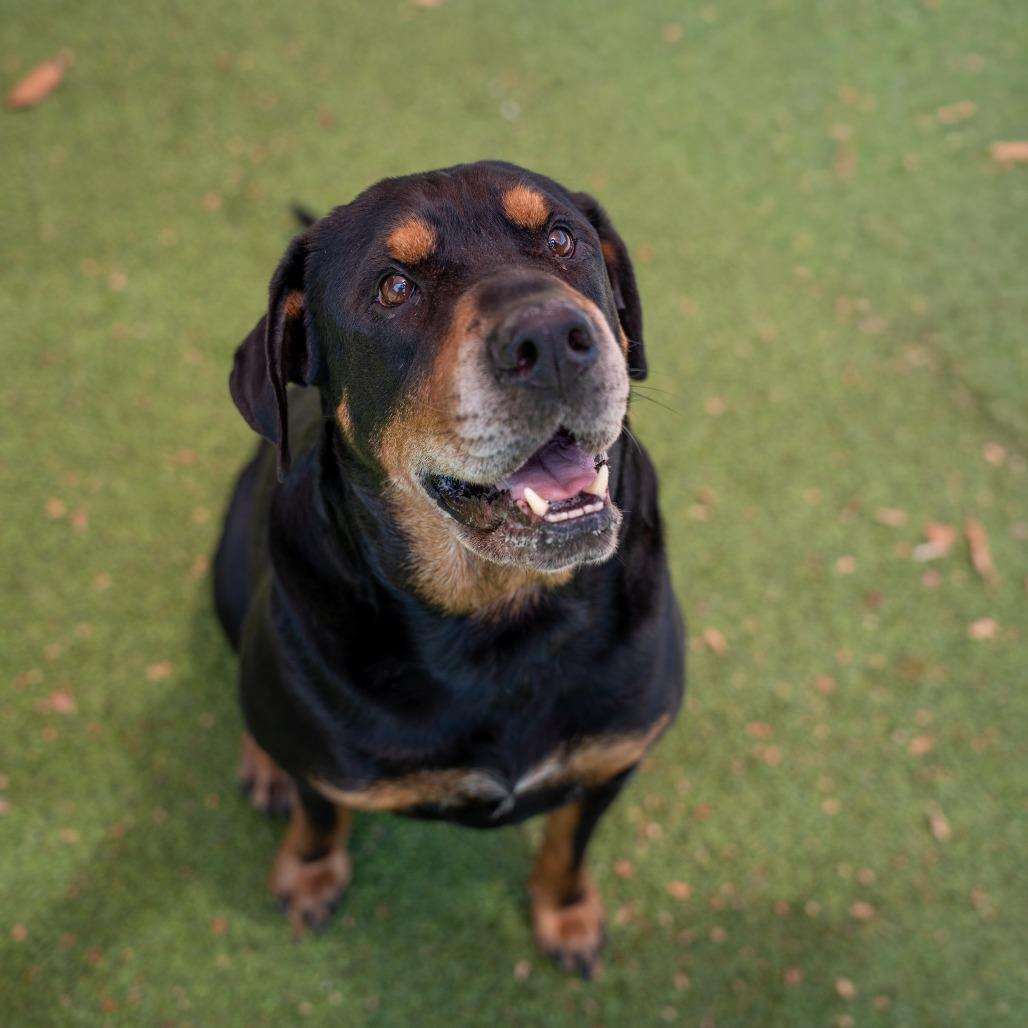 Enlarge Moose, a Adoptable mixed breed in Gainesville, GA image 2/3