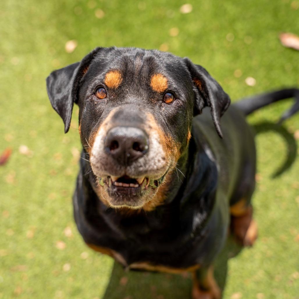Enlarge Moose, a Adoptable mixed breed in Gainesville, GA image 3/3